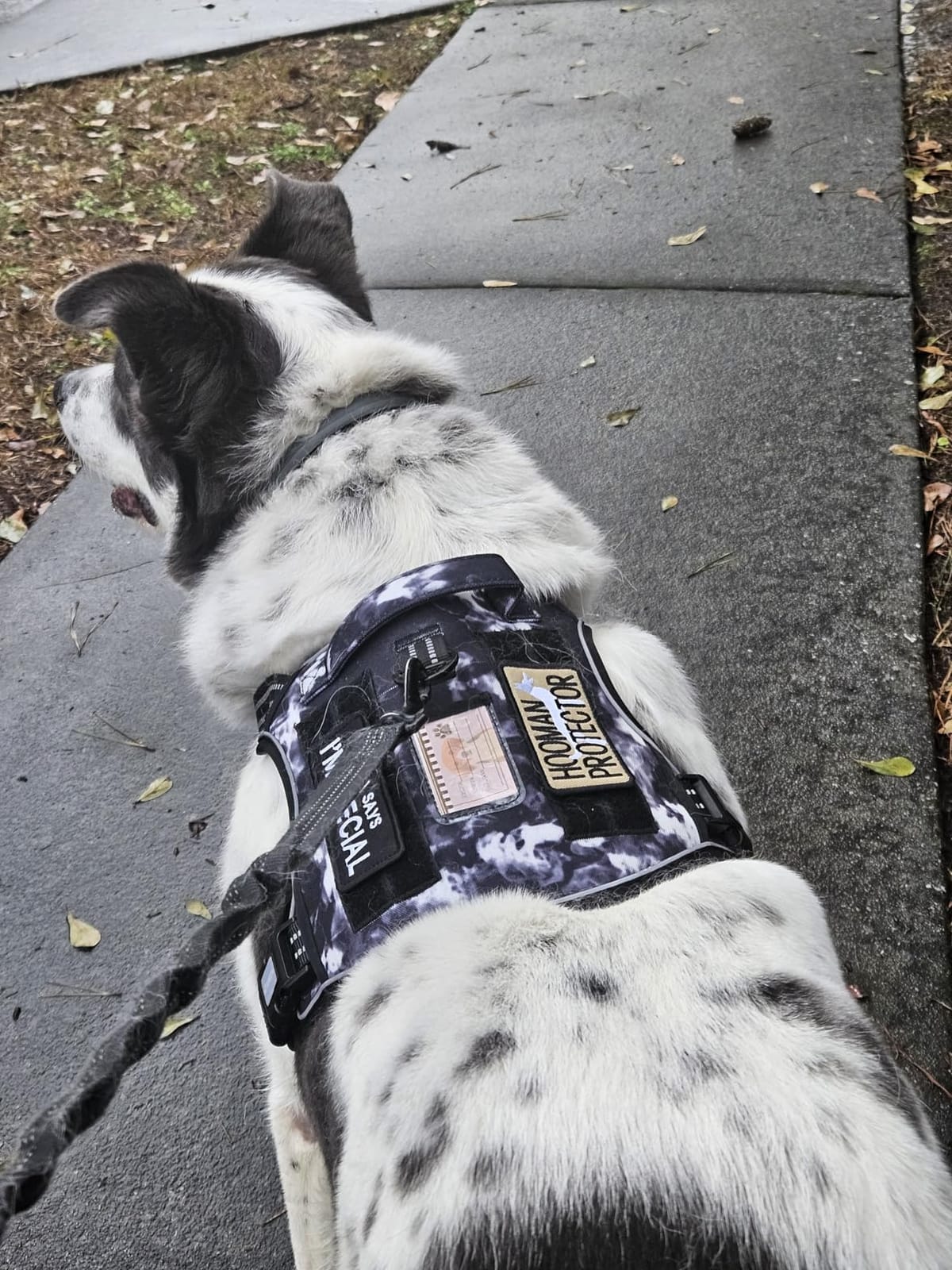 Auroth Tactical Dog Harness for Large Dogs No Pull Adjustable Pet Harness Reflective K9 Working Training Easy Control Pet Vest Military Service Dog Harnesses Army Yellow L customer photo 1