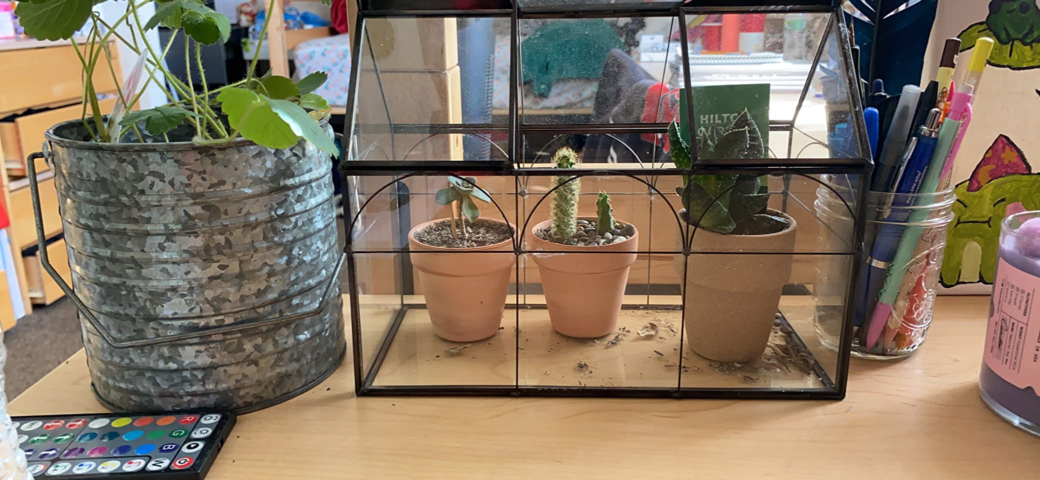 D'Eco Glass Greenhouse Plant Terrarium, Centerpiece & Wedding Letterbox customer photo 1