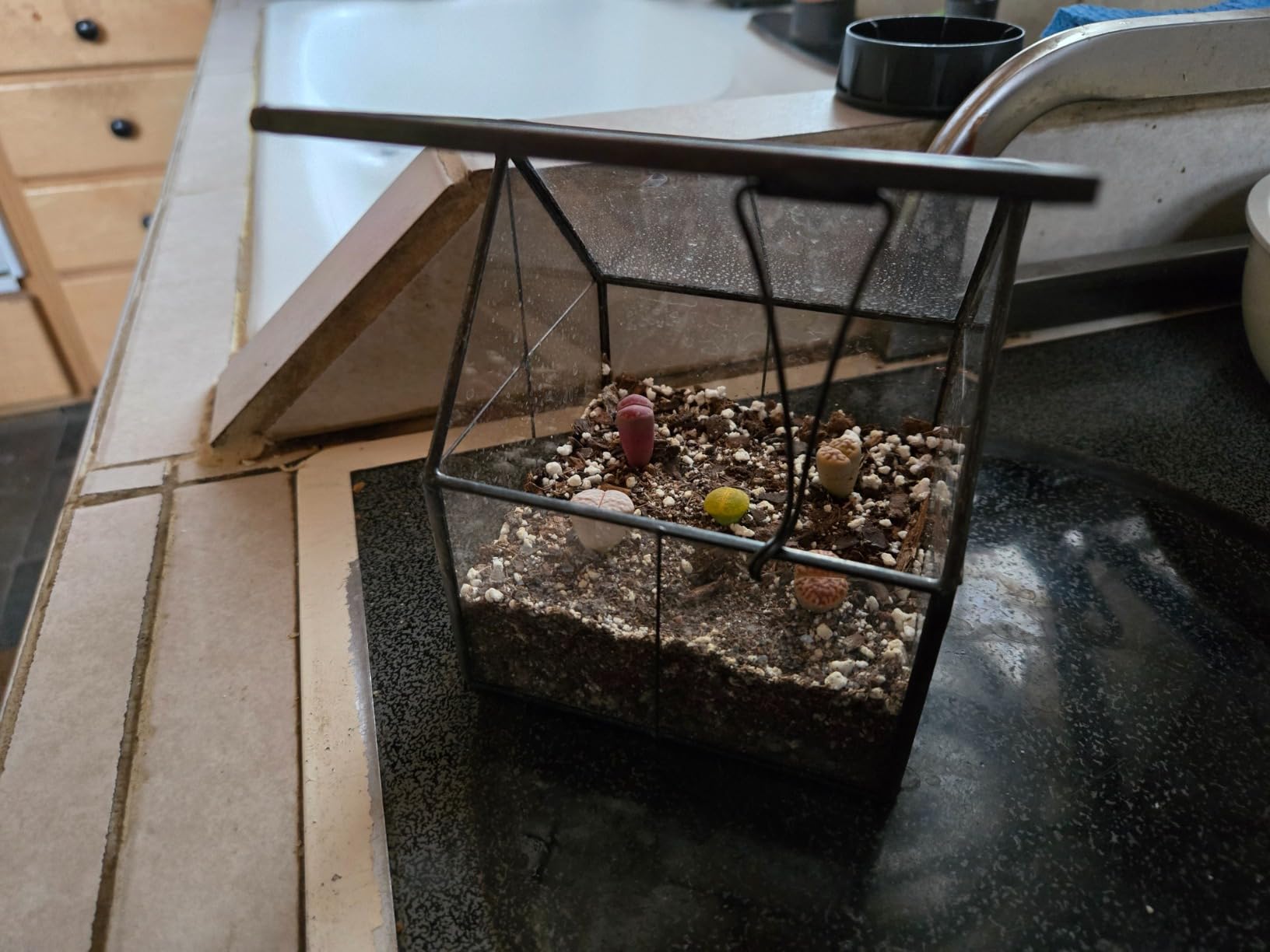 Ferrisland Glass Geometric Plant Terrarium, Clear Glass Succulent customer photo 1