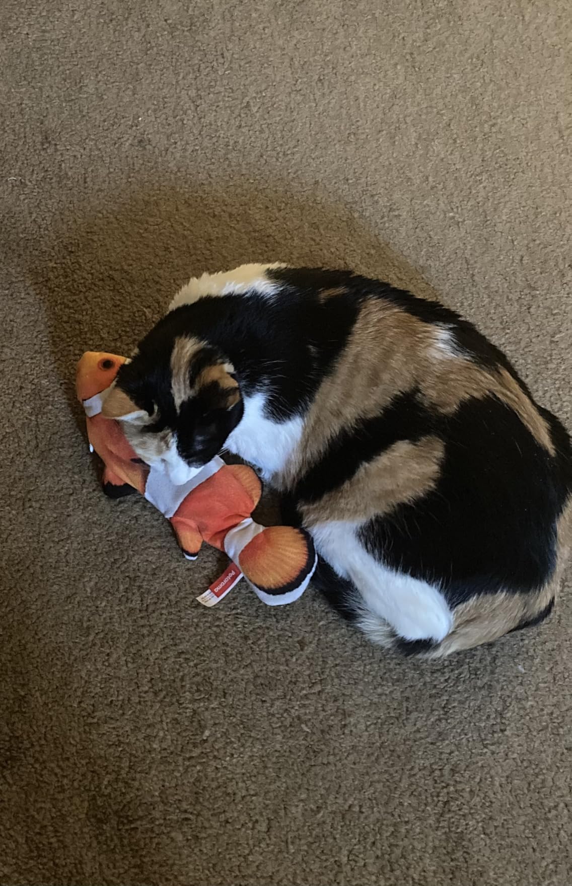 Potaroma Cat Toys Flopping Fish with Catnip, Moving Kitten Kicker, Floppy Wiggle Carp for Small Dogs, Interactive Motion Kitty Exercise, 10.5 Inches customer photo 1