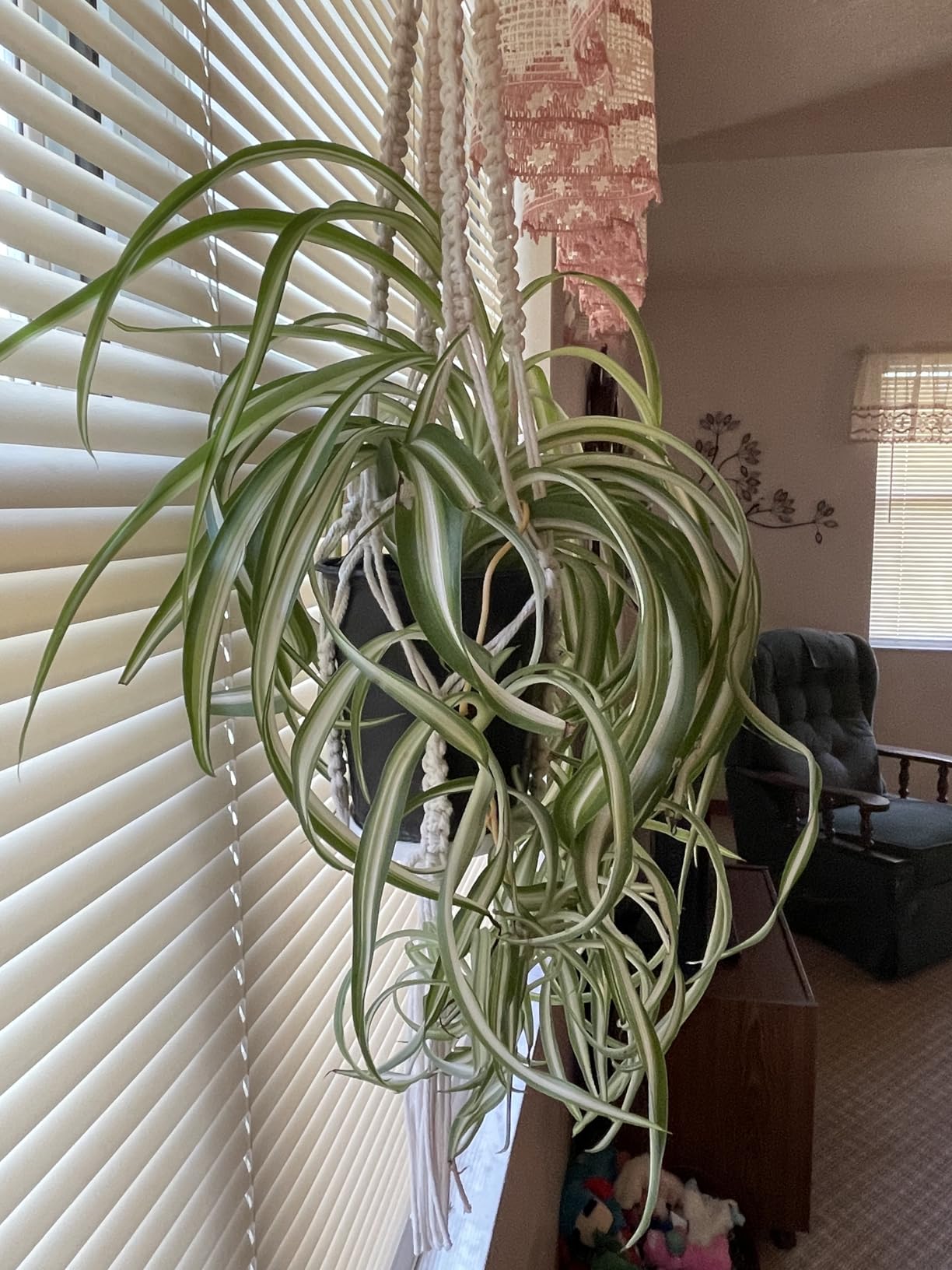 Easy Macrame Kits for Adults Beginners with Instruction Book customer photo 2