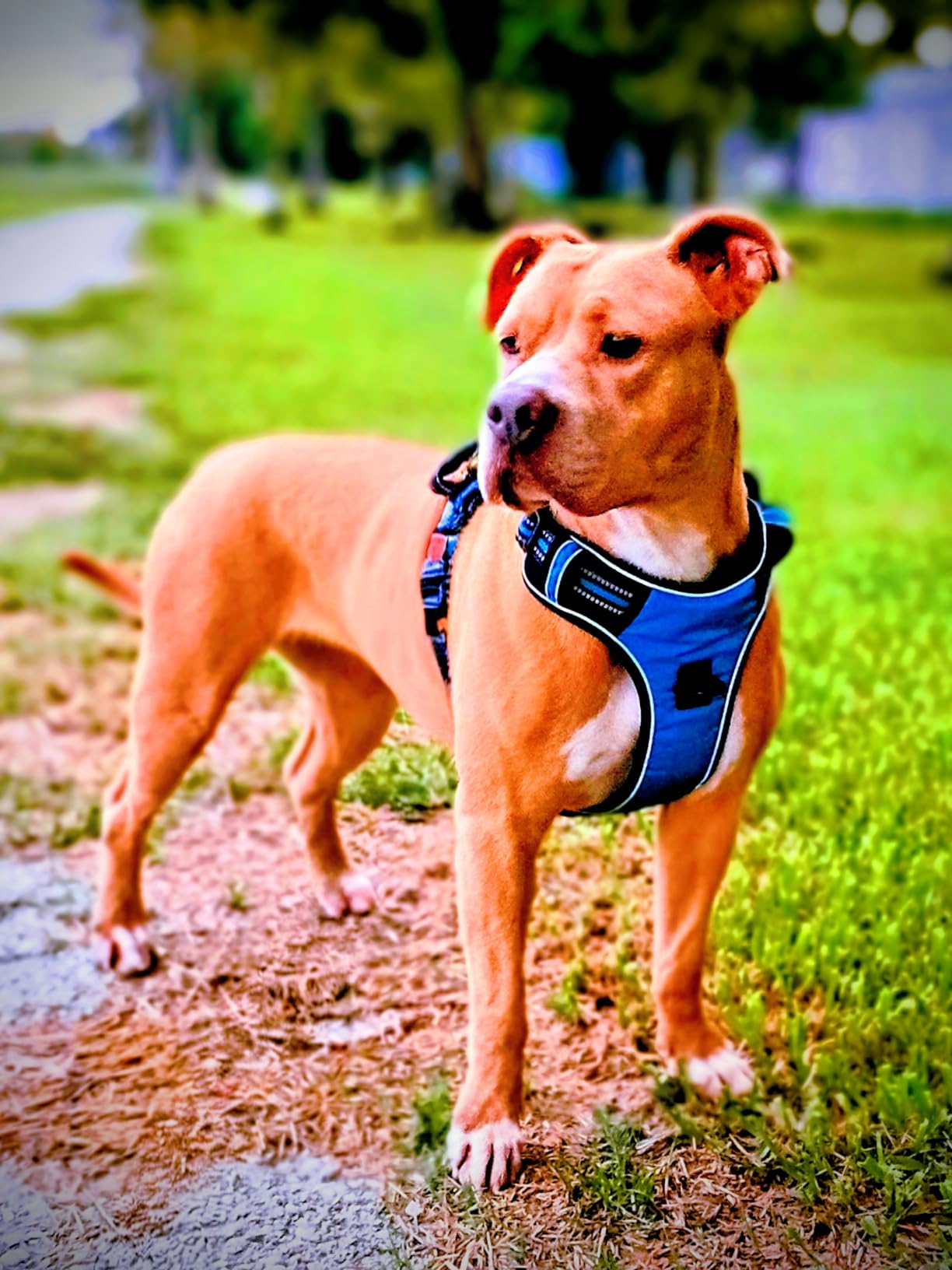 tobeDRI No Pull Dog Harness Adjustable Reflective Oxford Easy Control Medium Large Dog Harness with A Free Heavy Duty 5ft Dog Leash, Blue, L customer photo 1