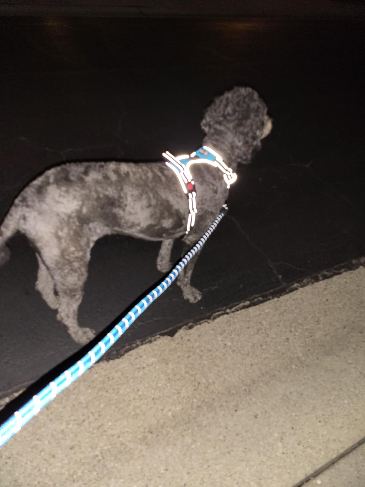 tobeDRI No Pull Dog Harness Adjustable Reflective Oxford Easy Control Medium Large Dog Harness with A Free Heavy Duty 5ft Dog Leash, Blue, L customer photo 2