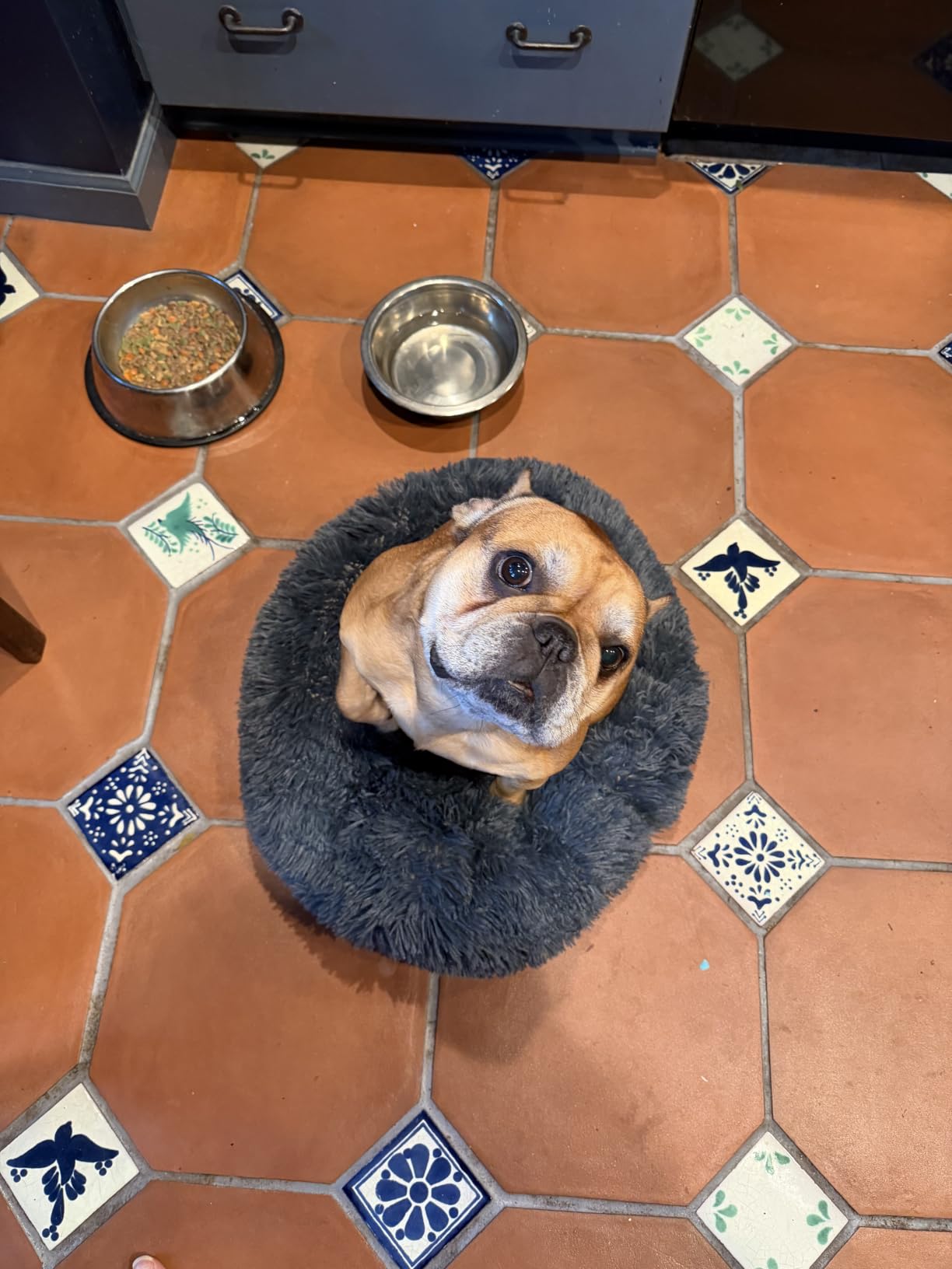 nononfish Soft Dog Bed for Small Dogs,Cozy Calming Donut Pet Bed customer photo 2