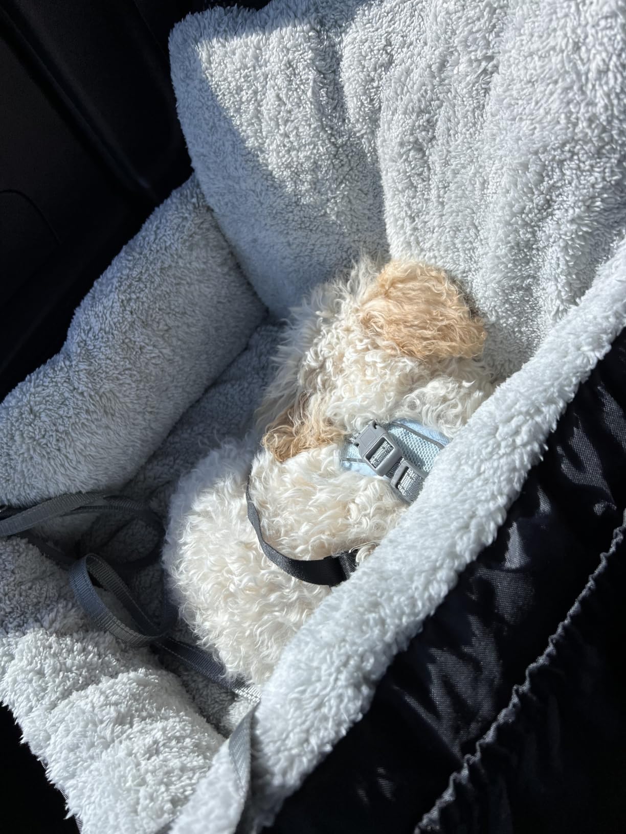 BurgeonNest Dog Car Seat for Small Dogs & Cats Under 25 lbs,Black customer photo 1