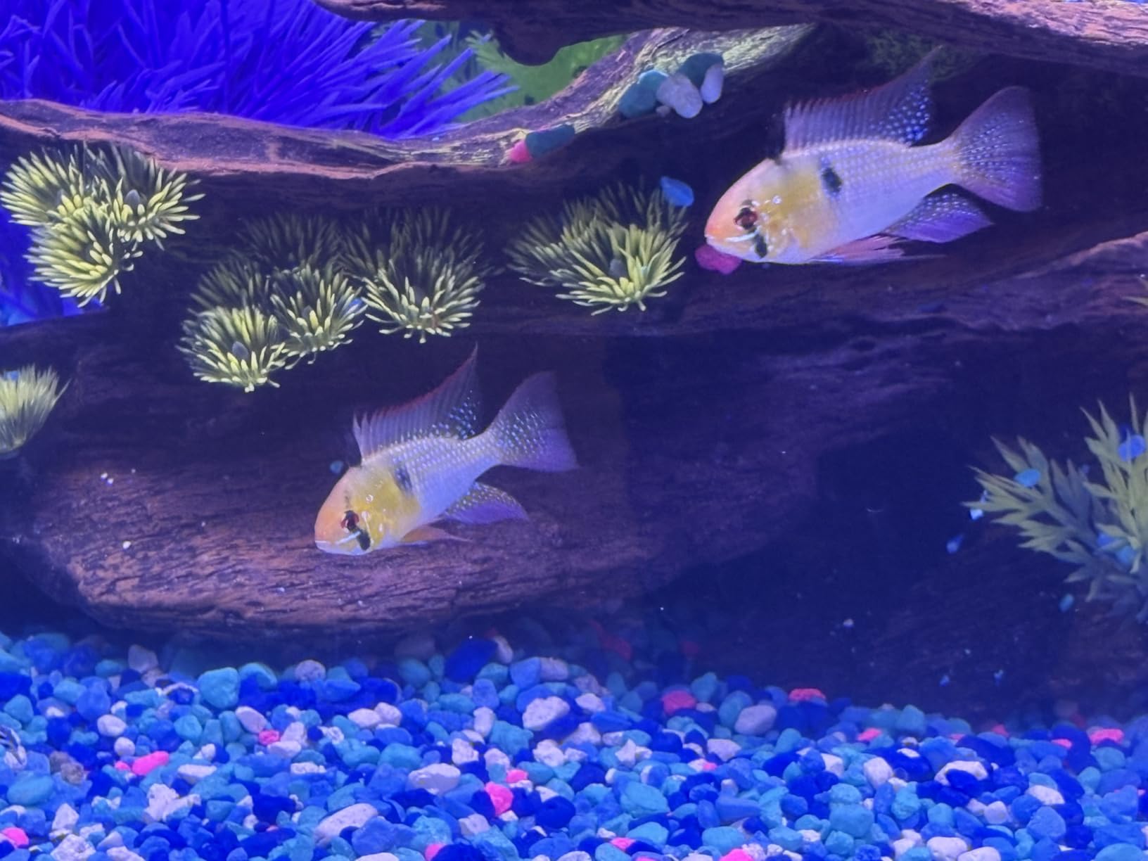 Aquarium Test Strips for Freshwater Fish: 7 in 1 Fish Tank Water Testing Kit for Aquarium Pond - Accurate Testing Nitrate Nitrite Hardness Free Chlorine pH Carbonate Total Alkalinity-100 Strips customer photo 2