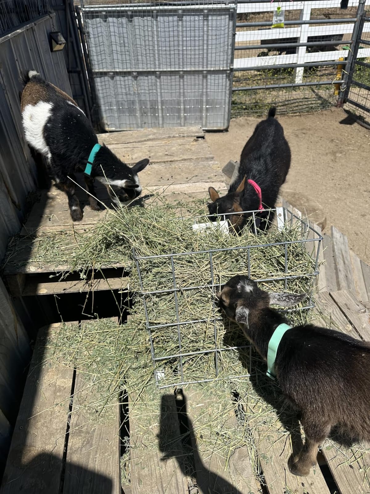 Rugged Ranch SGGBF Wall Mounted Rustproof Galvanized Steel Sheep, Goat, Horse, Rabbit, Guinea Pig, and Cow Livestock Hay Feeder Rack, Silver (2 Pack) customer photo 1