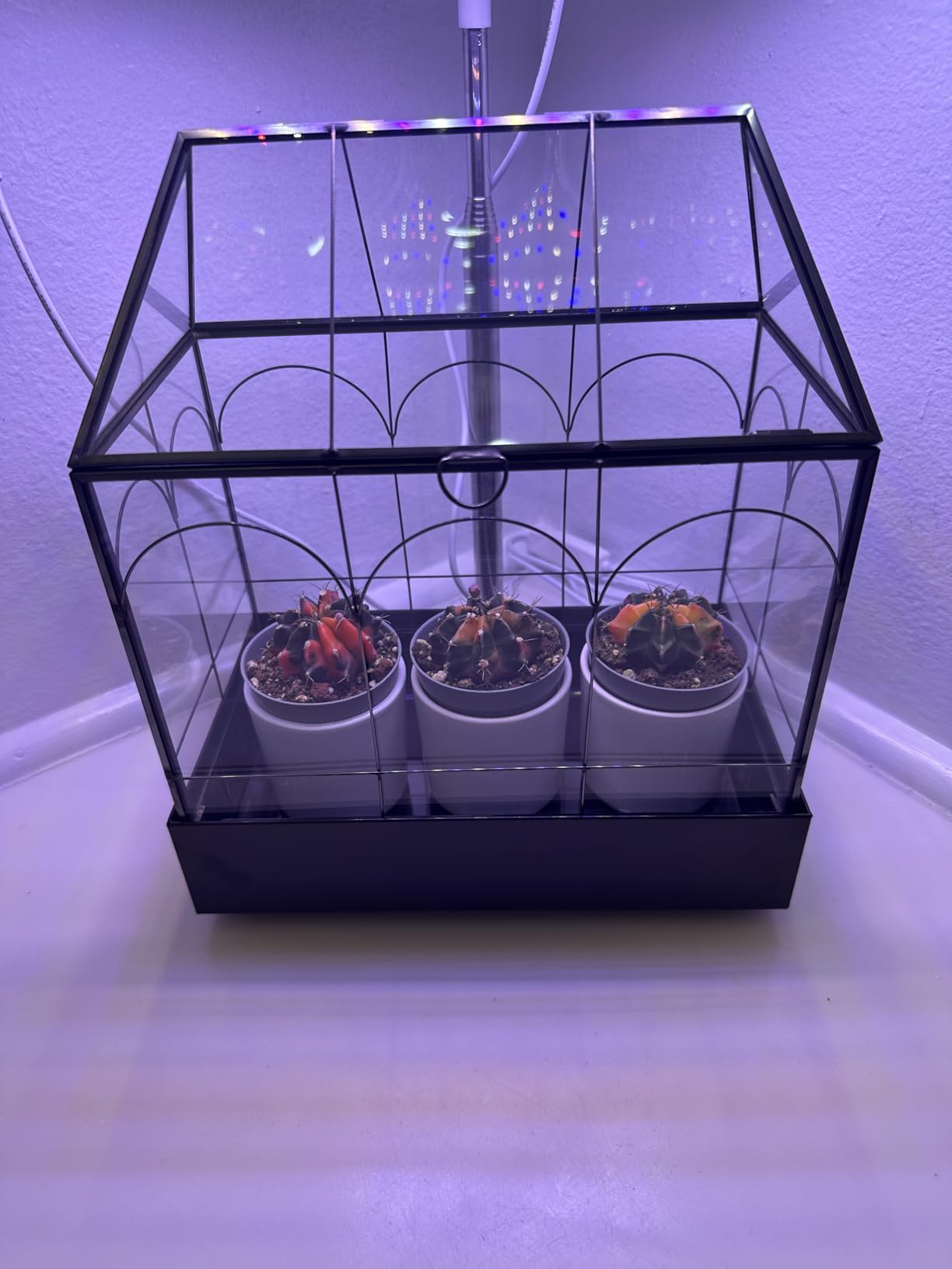 Large Tall Glass Plant Terrarium – House Succulent Terrarium Kit with Lip and Tray Glass Greenhouse Terrarium for Plant 9.5”X5.7”X11.4” customer photo 1