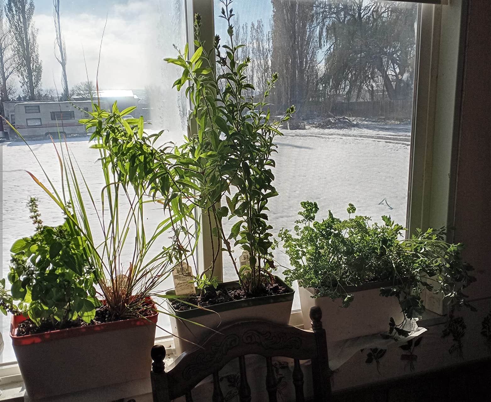 OurWarm Windowsill Herb Planter Box Indoor Set of 3, 10.5 Inch Self Watering Planter Pots with Visual Water Level Window, Modern Plastic Plant Pots for Herbs, Vegetables, Succulents Plants customer photo 1