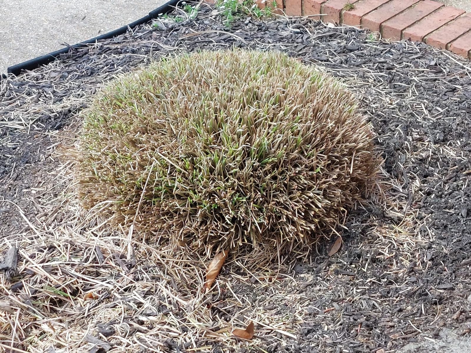CRAFTSMAN V20 4 In. Cordless Handheld Grass Trimmer and 8 In. Mini Hedge Trimmer, Battery and Charger Included, Rechargeable 2 in 1 Grass Shear and Bush Trimmer (CMCSS800C1) customer photo 1