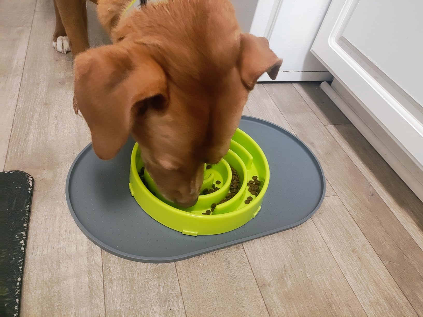 JASGOOD Slow Feeder Dogs Bowl for Large Medium Dogs,Anti-Gulping Pet Slower Food Feeding Bowls Stop Bloat,Preventing Choking customer photo 1