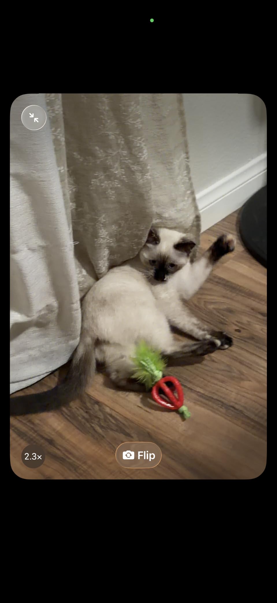 Catstages Strawbabies Dental Cat Chew Toy with Catnip & Feathers, 3-Pack customer photo 1