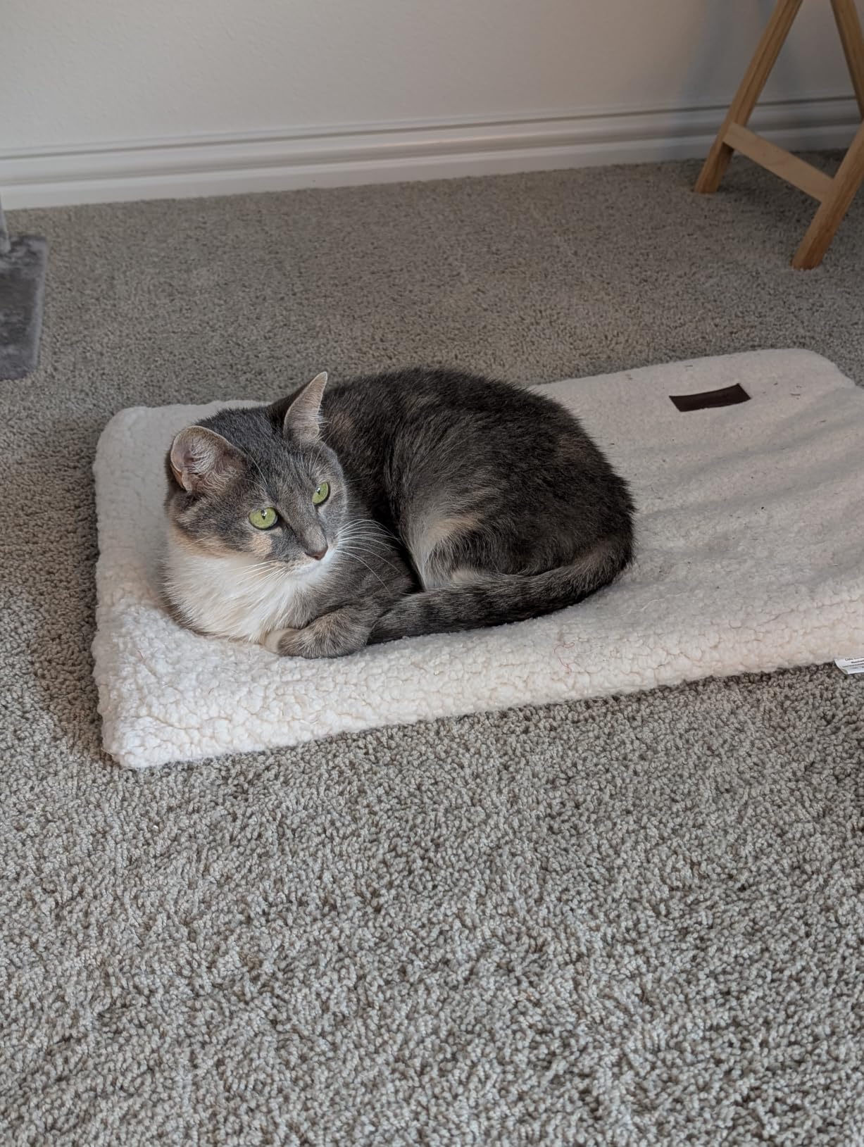 Mora Pets Self Warming Cat Bed Self Heating Cat Dog Mat Pet Pad Extra Warm customer photo 1