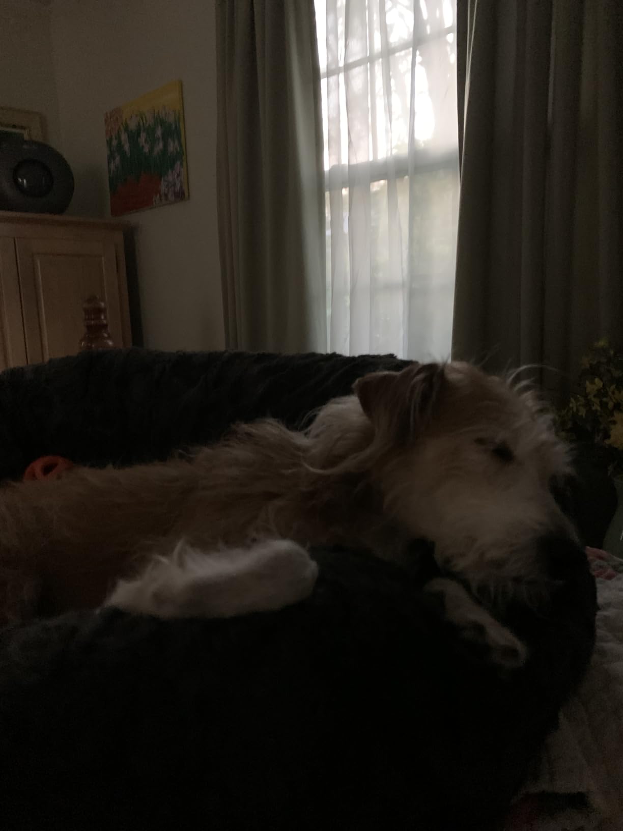 Best Friends by Sheri Original Calming Donut Dog Bed, Mink Gray, 30