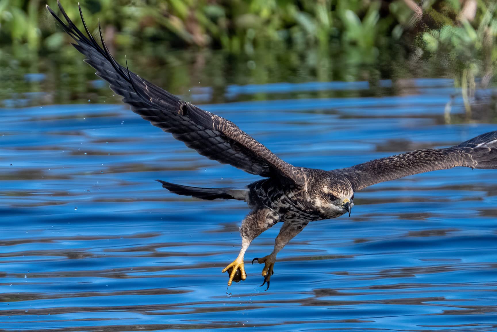Nikon NIKKOR Z 100-400mm VR S | Premium Versatile telephoto Zoom Lens with Image stabilization for Z Series mirrorless Cameras (Compatible with teleconverters) | Nikon USA Model customer photo 1
