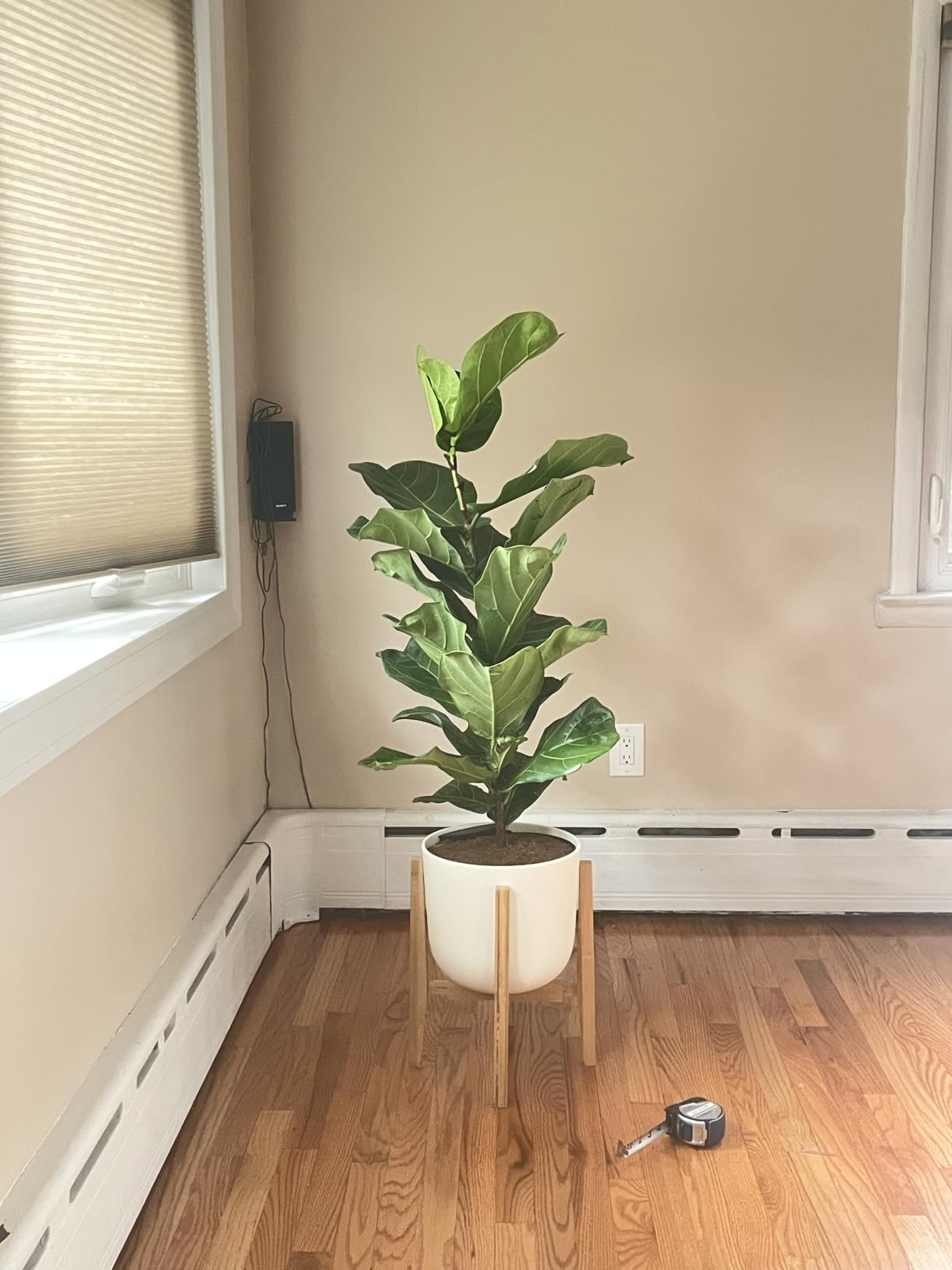OERGKE Adjustable Plant Stand, Bamboo Mid Century Modern Indoor Plants Stands, Corner Flower Holder for Living Room, Fits 8 to 12 Inches Pots, (Pot & Plant Not Included)(Walnut, 1 Pack) customer photo 2