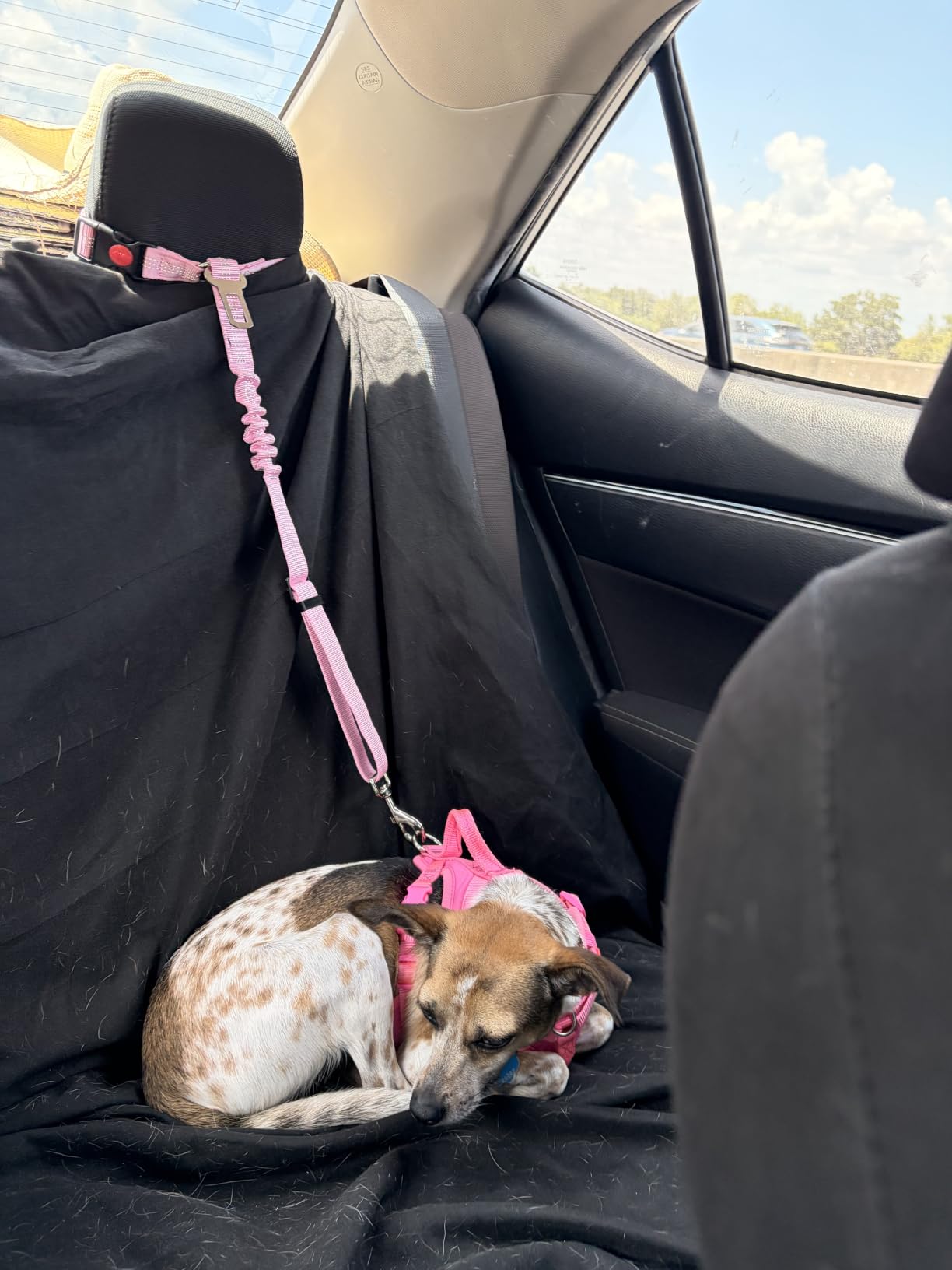 SlowTon Dog Seat Belt for Car, 2 Pack Dog Car Harness Seatbelt with Bungee customer photo 2
