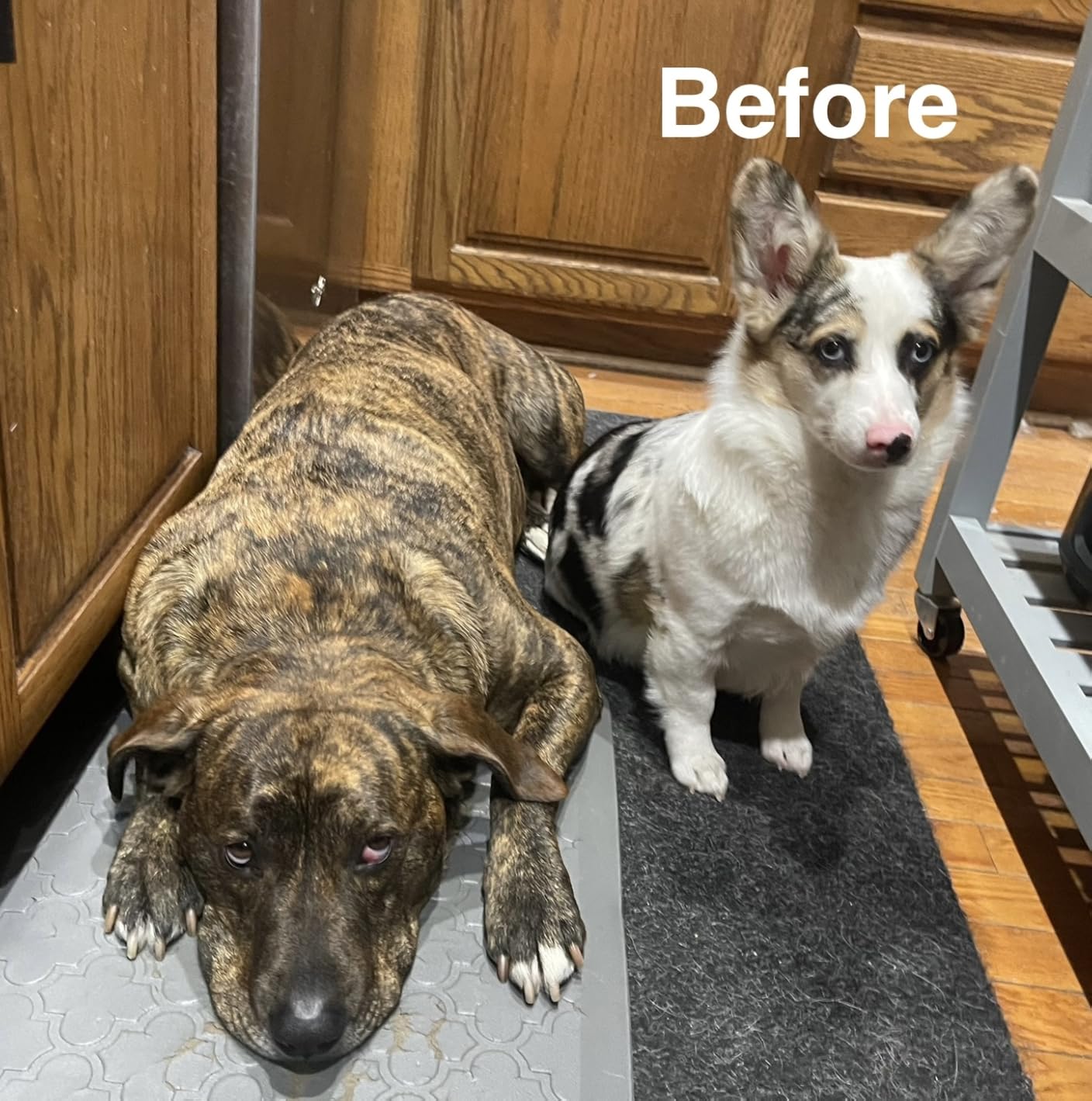 oneisall Dog Clippers for Grooming Thick Heavy Coats customer photo 1