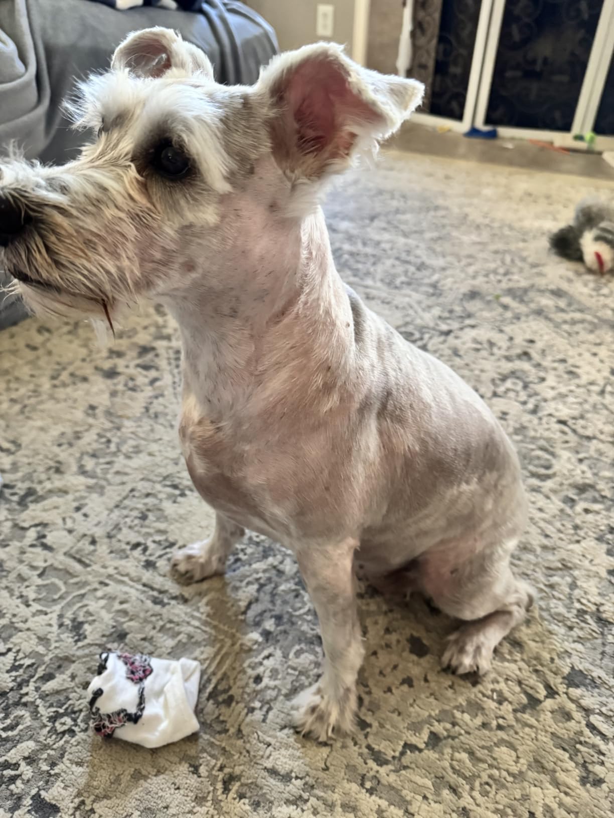 oneisall Dog Clippers for Grooming Thick Heavy Coats customer photo 2