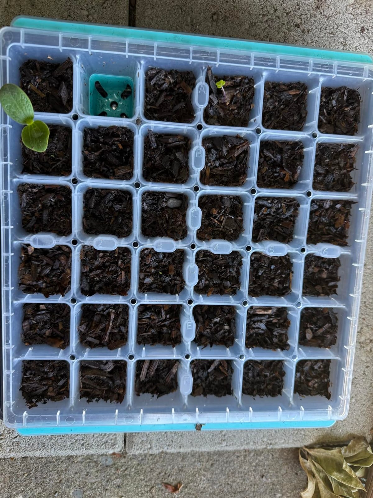 Burpee SuperSeed 36-Cell Reusable Seed Starting Tray for Indoor Seedlings customer photo 1