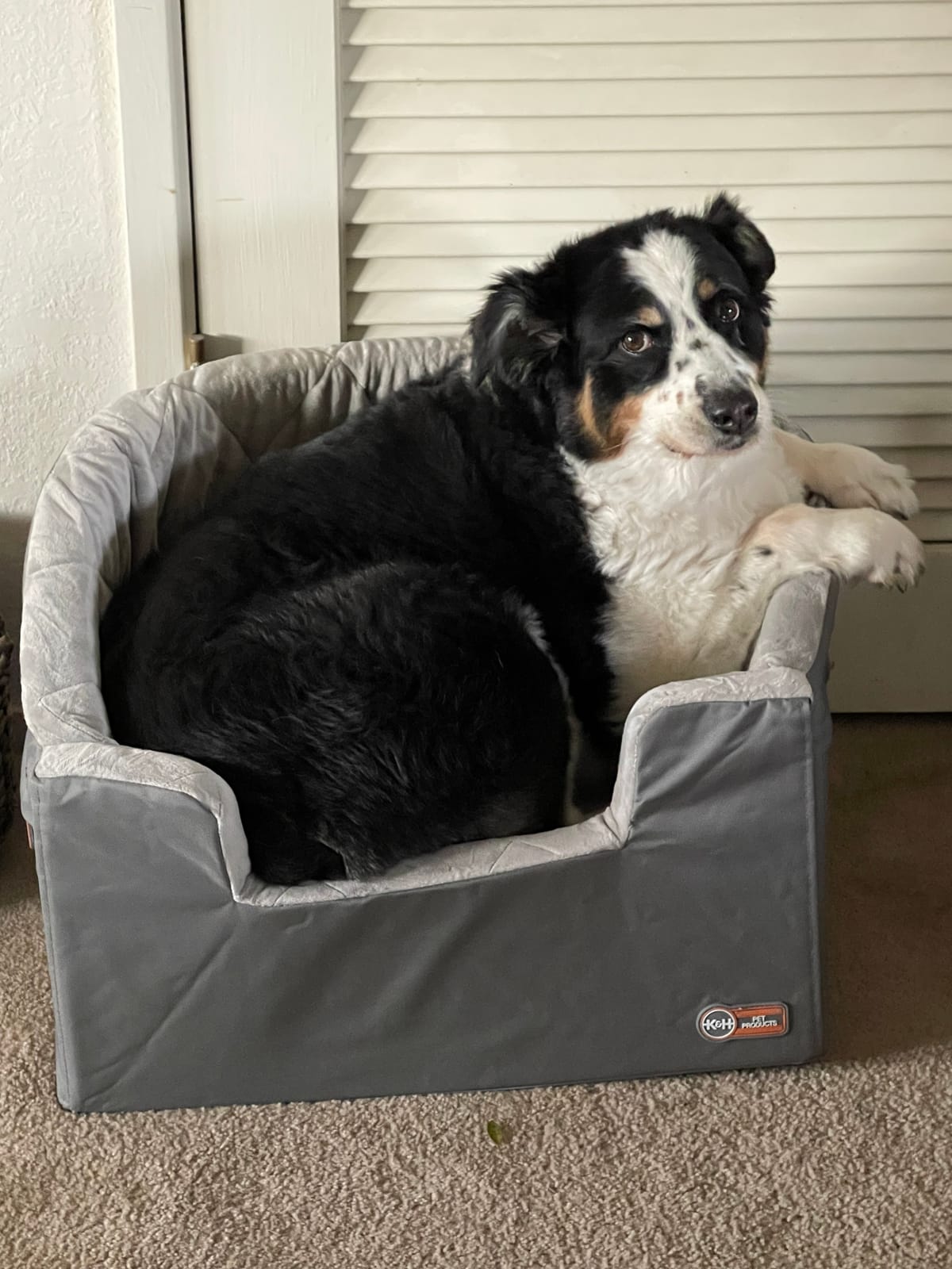 K&H Dog Car Seat, Bucket Booster for Small to Medium Pets, L Black/Cream customer photo 1