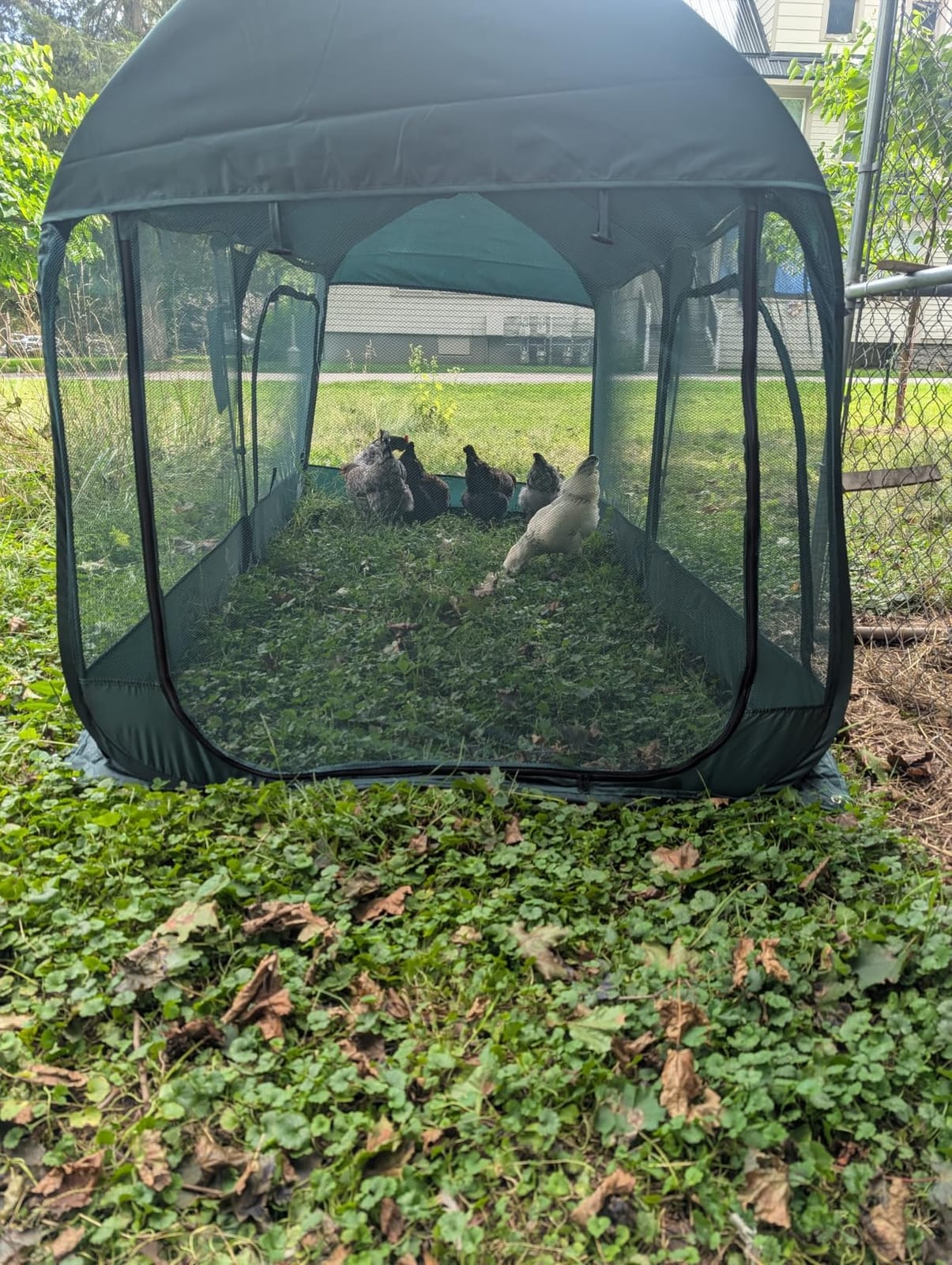 ANC POP Portable Chicken Run Large Pop-Up Chicken Pen for Small Animals Outdoor Gardening Net with 3 Doors and Handbag, Easy to Install and Storage, Green customer photo 1