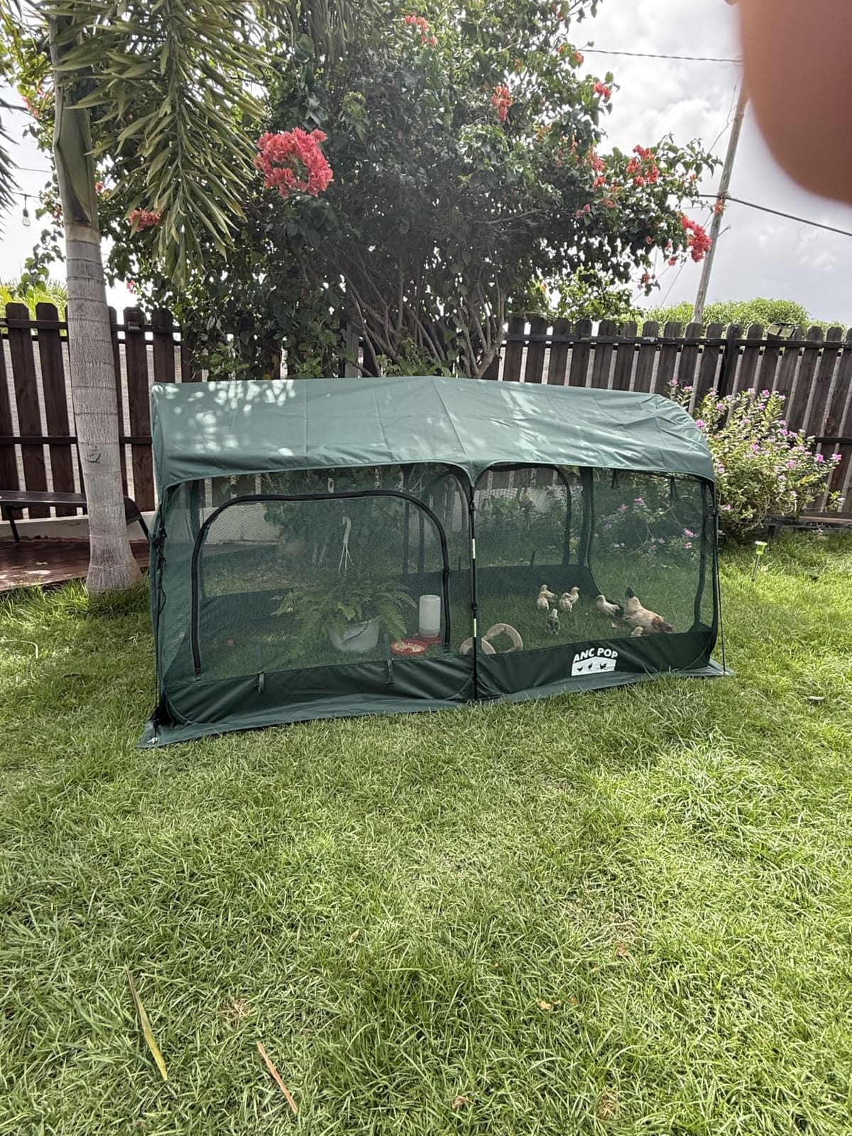 ANC POP Portable Chicken Run Large Pop-Up Chicken Pen for Small Animals Outdoor Gardening Net with 3 Doors and Handbag, Easy to Install and Storage, Green customer photo 2