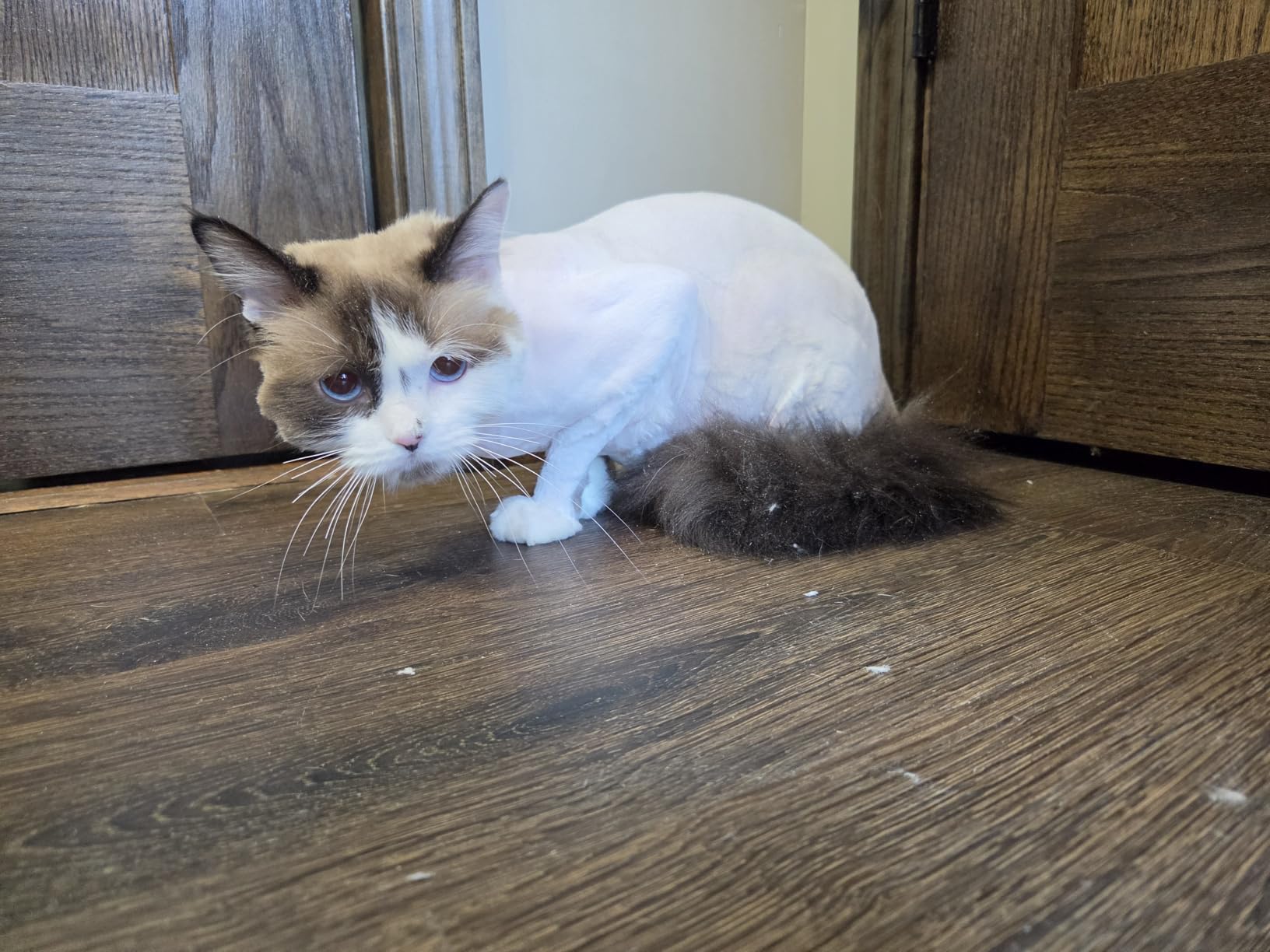 oneisall Quiet Cat Clippers for Matted & Long Hair 2-Speed Cat Grooming Kit customer photo 2