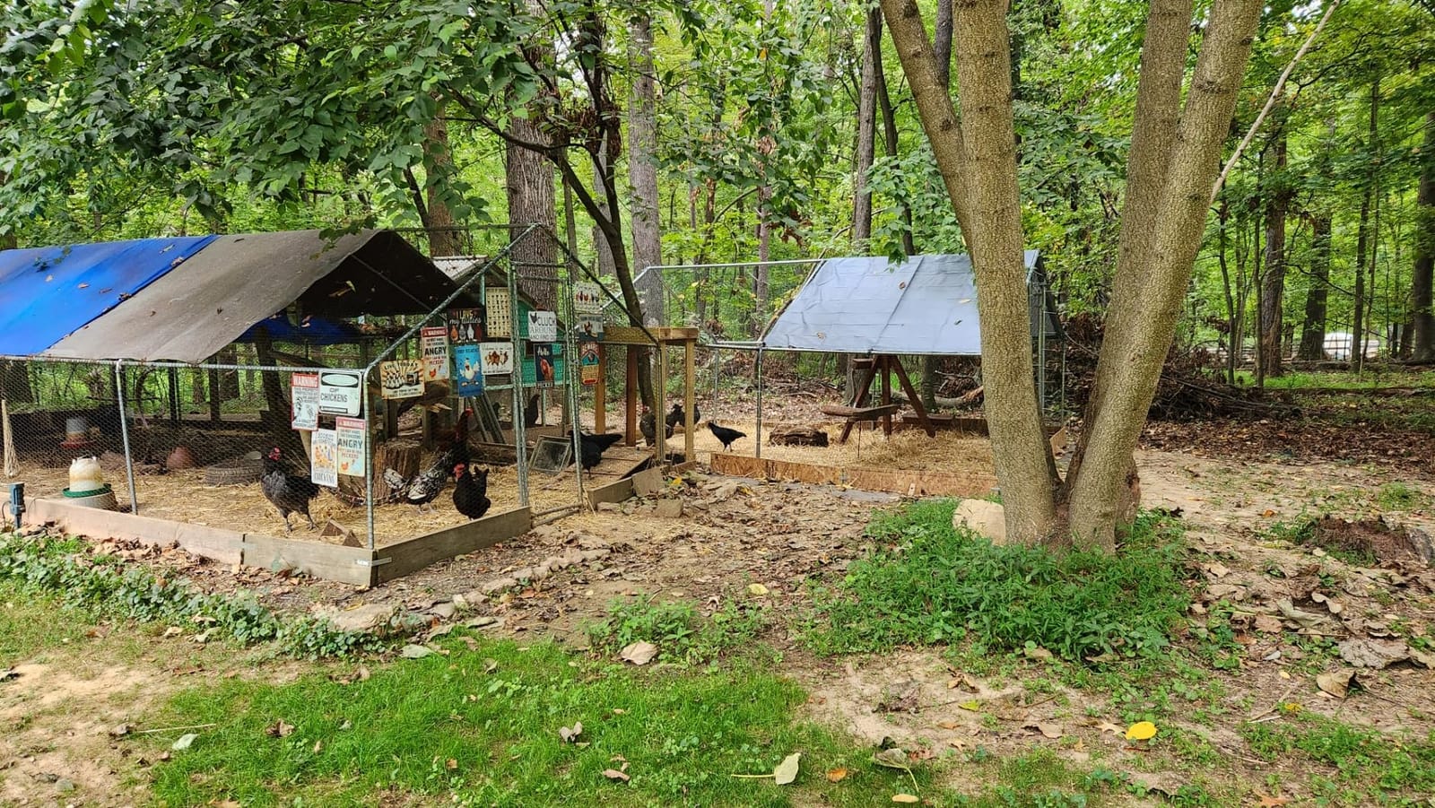 Large Metal Chicken Coop, Walk-in Poultry Cage Galvanized Hen Playpen House Dome Shaped Coop with Waterproof and Anti-Ultraviolet Cover and Lockable Door for Outdoor, Backyard Farm (12.5’ L x 9.2’ W) customer photo 2