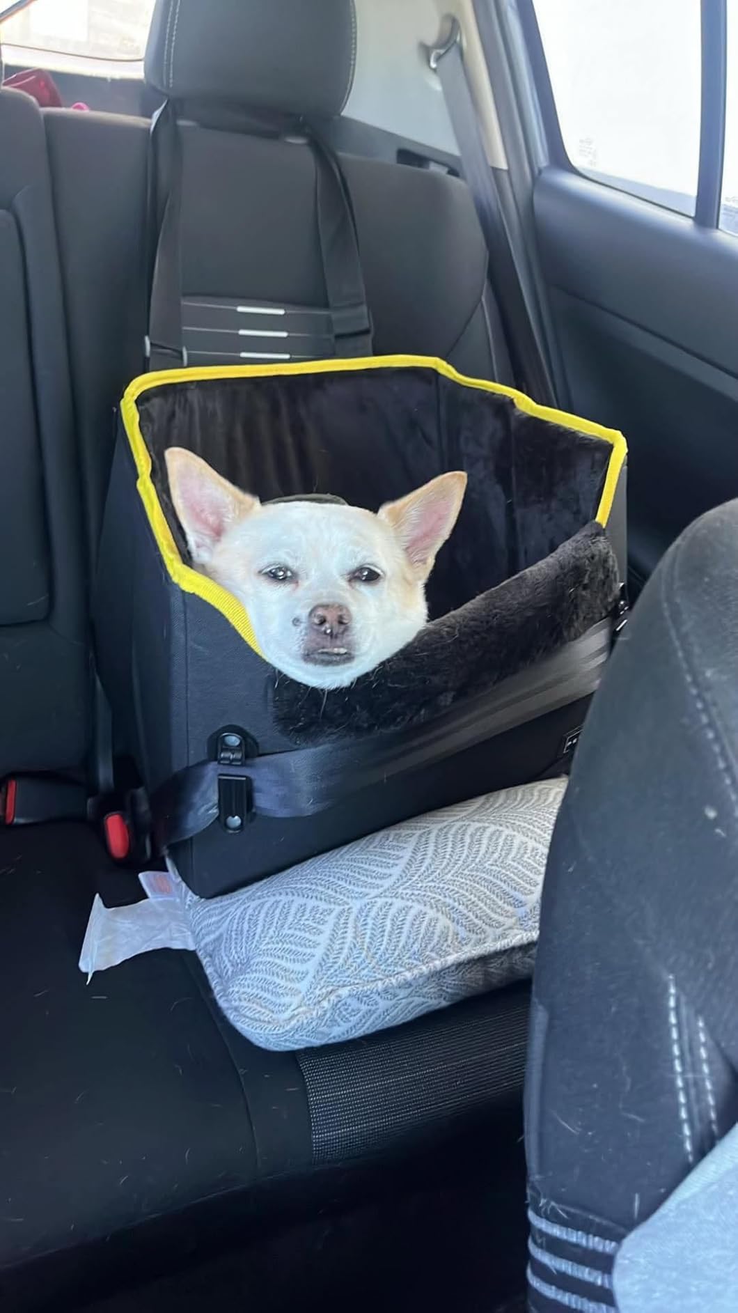 PETSFIT Dog Car Seats for Small Dogs – Patented Safety Buckles – Safety Tether – Foldable Travel Dog Booster Car Seat Reduces Anxiety & Road Trips – Stable Frame, Soft Cushion, Fits Front/Back Seat customer photo 1