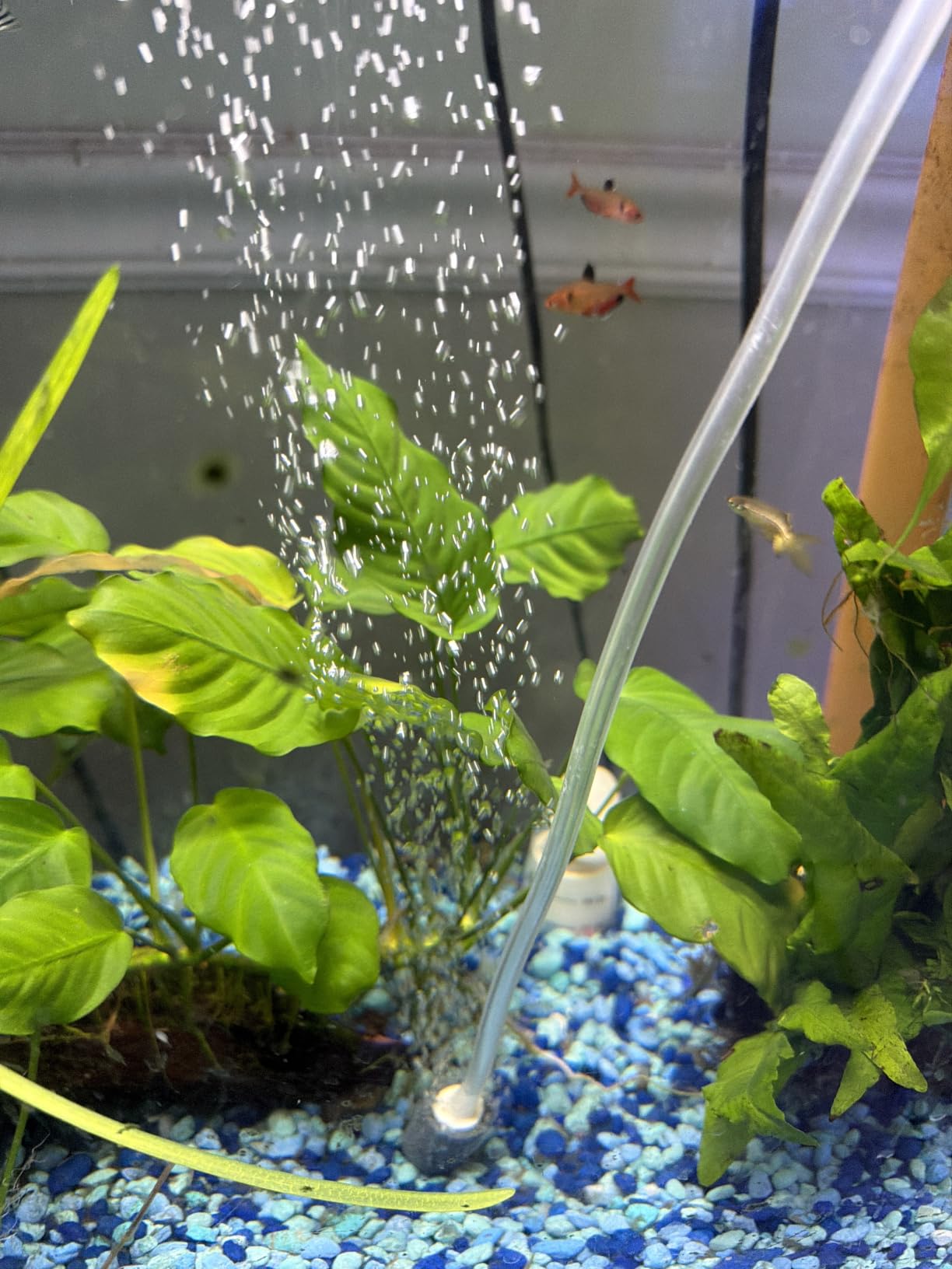 AQUANEAT Aquarium Air Pump for 20-210 Gallon Tank, Fish Air Bubbler, Hydroponic Oxygen Aerator with Stones, Airline Tubing, Check Valves customer photo 2