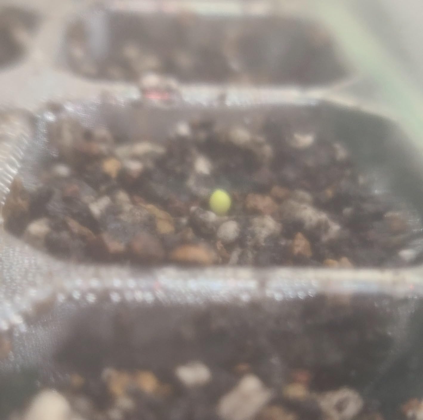 VIVOSUN 6-Pack Seed Starter Trays & 10