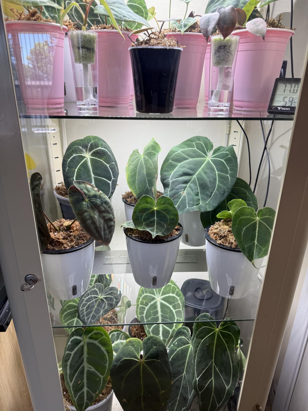 Planterhoma Premium 5 Pack Self Watering Pots for Indoor Plants, Rose Gold, 6.7 inch customer photo 1