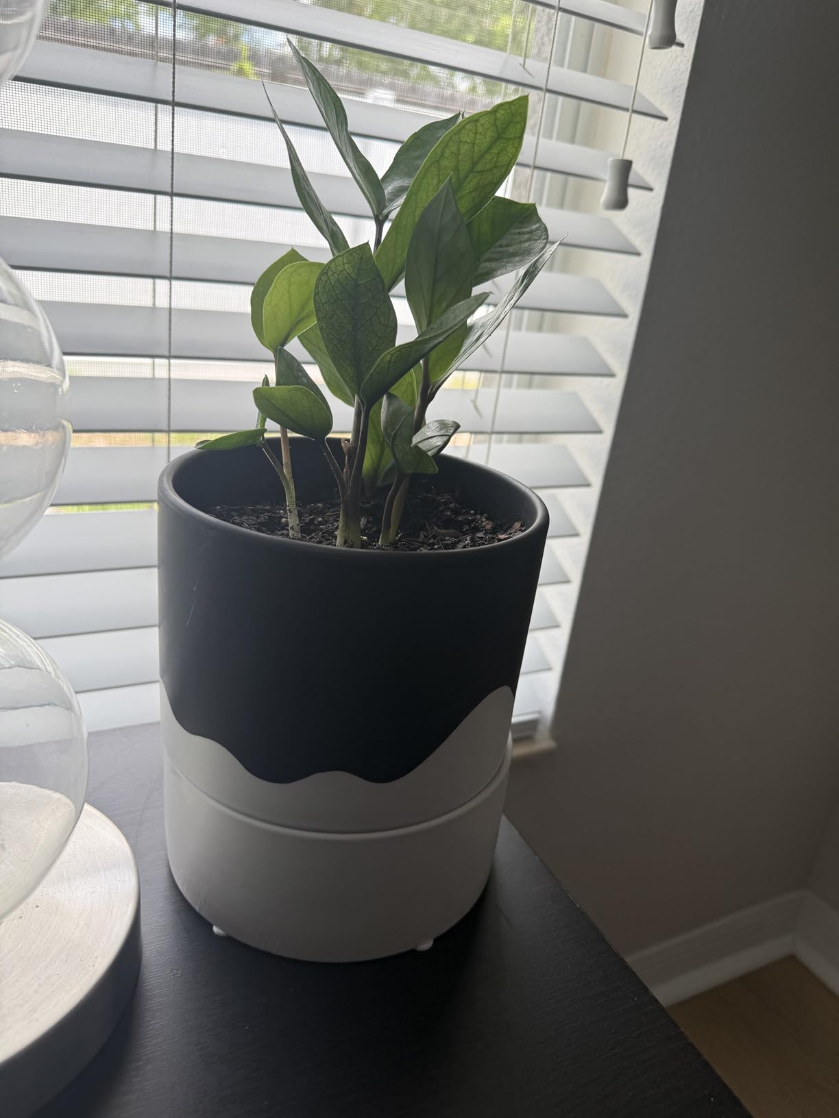 Nihow Ceramic Self Watering Plant Pot for Indoor Plants, 6 Inch,Cream White customer photo 1