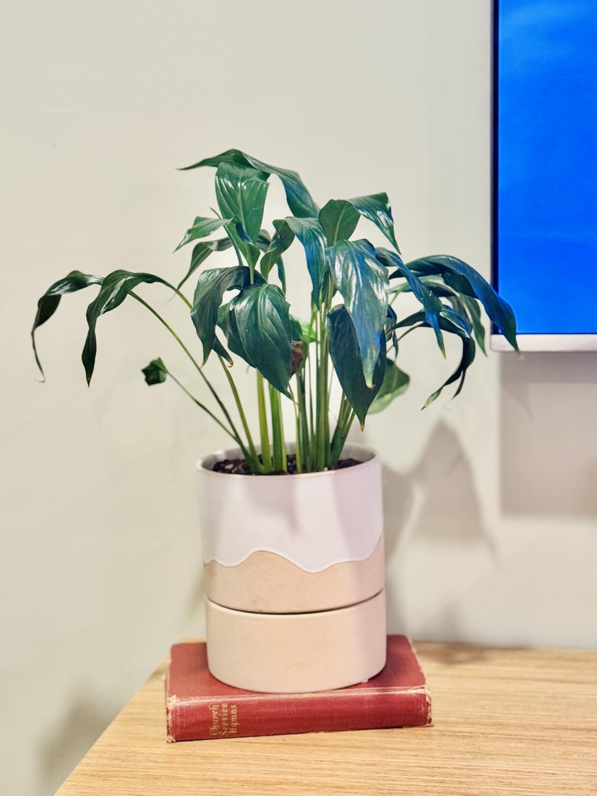 Nihow Ceramic Self Watering Plant Pot for Indoor Plants, 6 Inch,Cream White customer photo 2