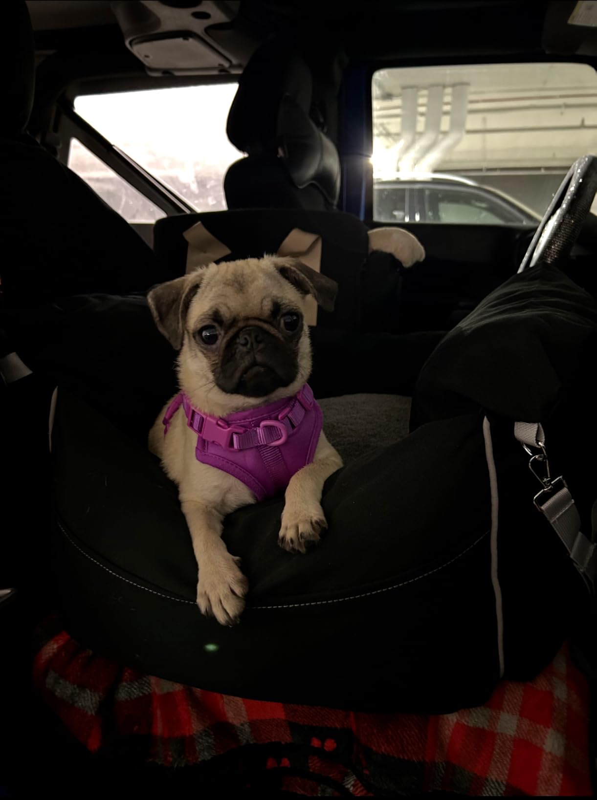 Lesure Dog Car Seat for Small Dogs,Booster Car Bed for Puppy Under 25lbs customer photo 1