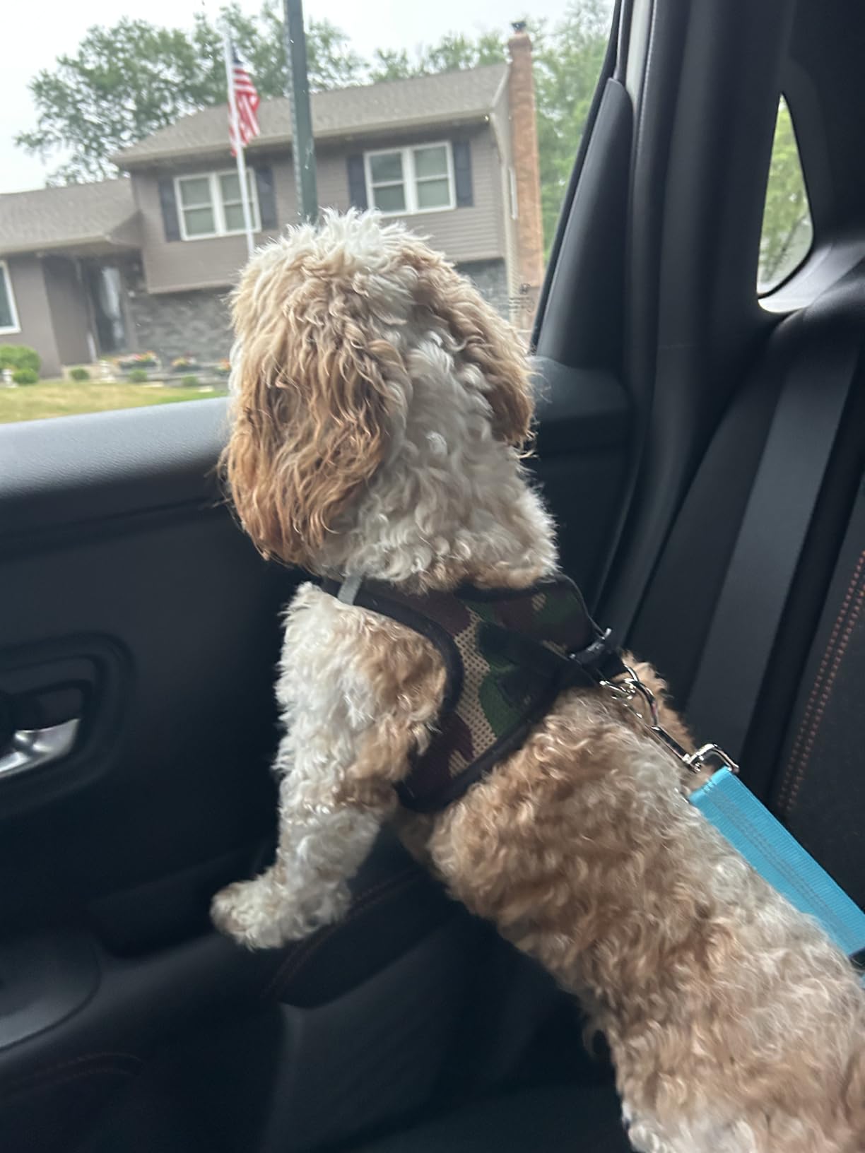 Removable Dog Seat Belt Harness for Car, 3 in 1 Pet Dog Car Seatbelt Leash, Retractable Restraint Secures to Vehicle Headrest & Adjustable Reflective Bungee Dog Seatbelt Tether, Blue and Black customer photo 2