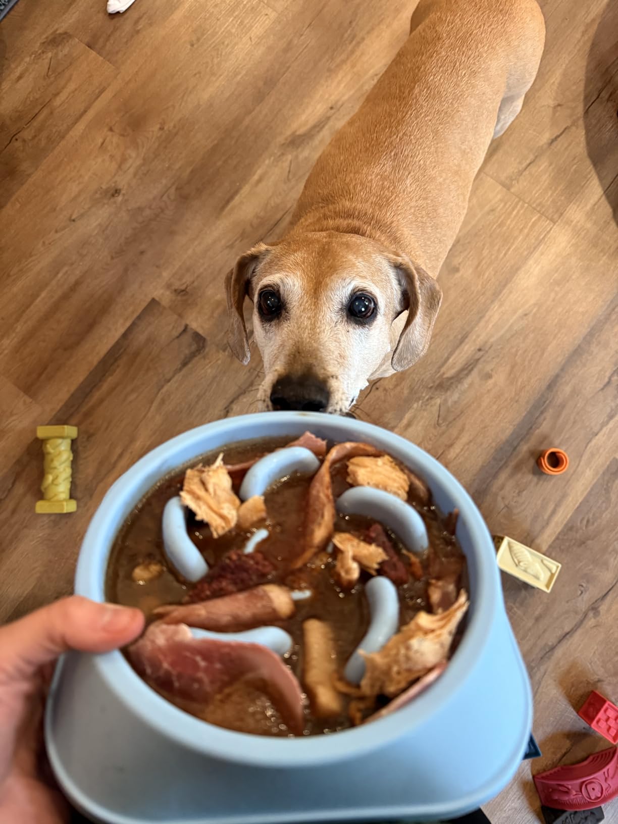 MateeyLife 2-Pack Slow Feeder Dog Bowls, 2 Cups, Dog Puzzle Feeder Bowl | Food-contact safe, dishwasher safe, non-slip base, maze design, for fast eaters, for dogs and cats, daily mealtimes customer photo 1