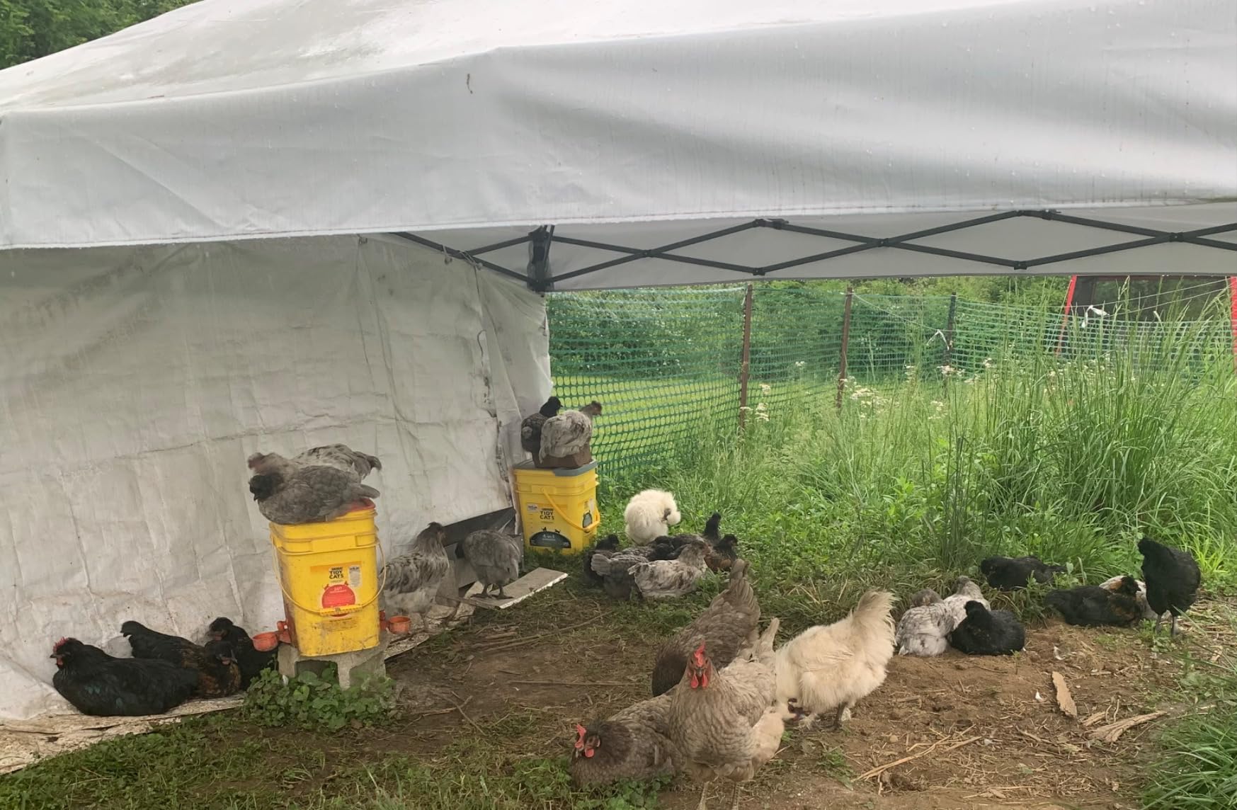 Chicken Feeder No Waste Rat Proof Automatic Treadle Feeder 15 Lbs customer photo 2