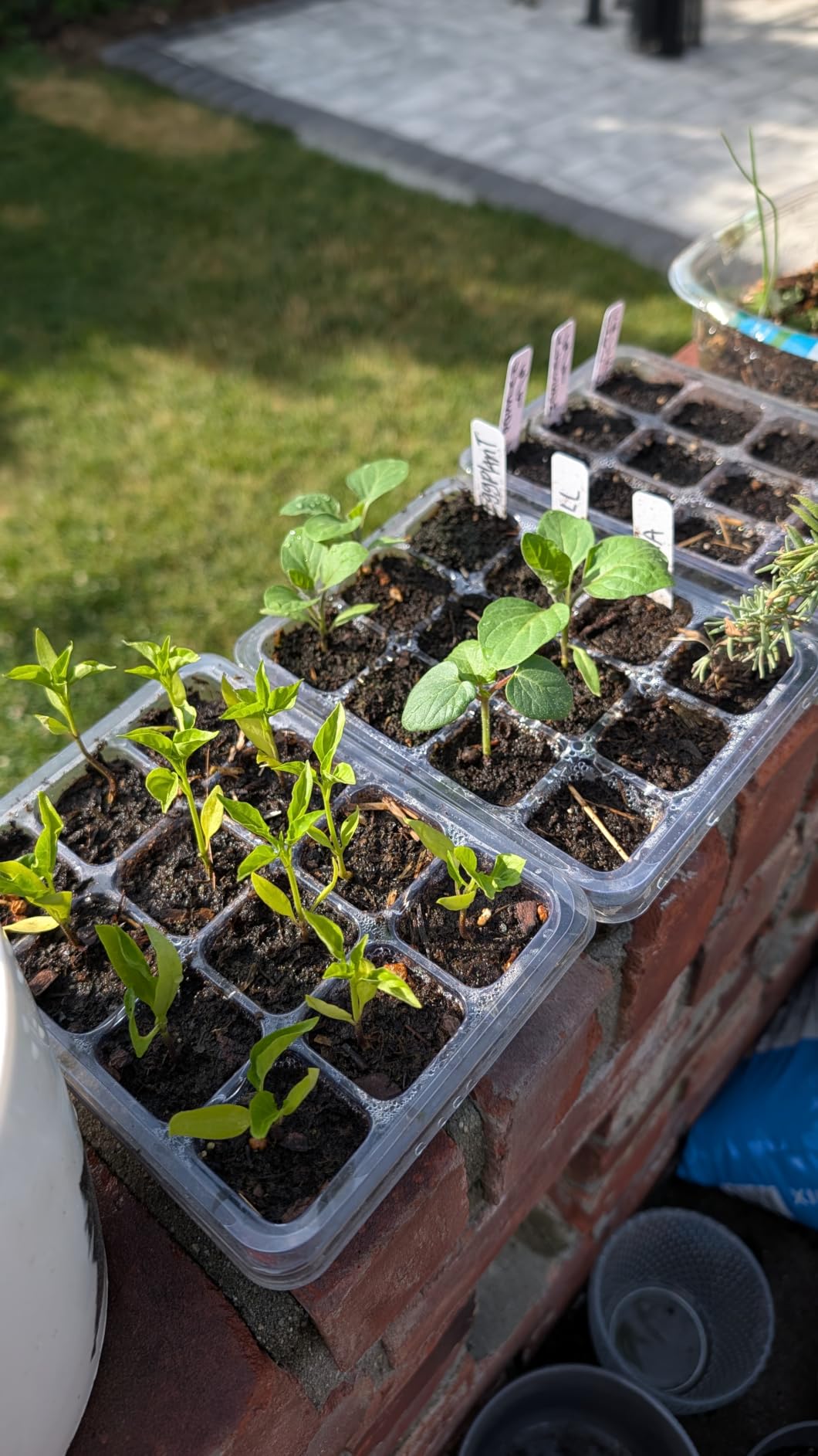 Bonviee 10-Pack Seed Starter Trays, Tall Dome, Base, 12-Cell Tray, Clear customer photo 1