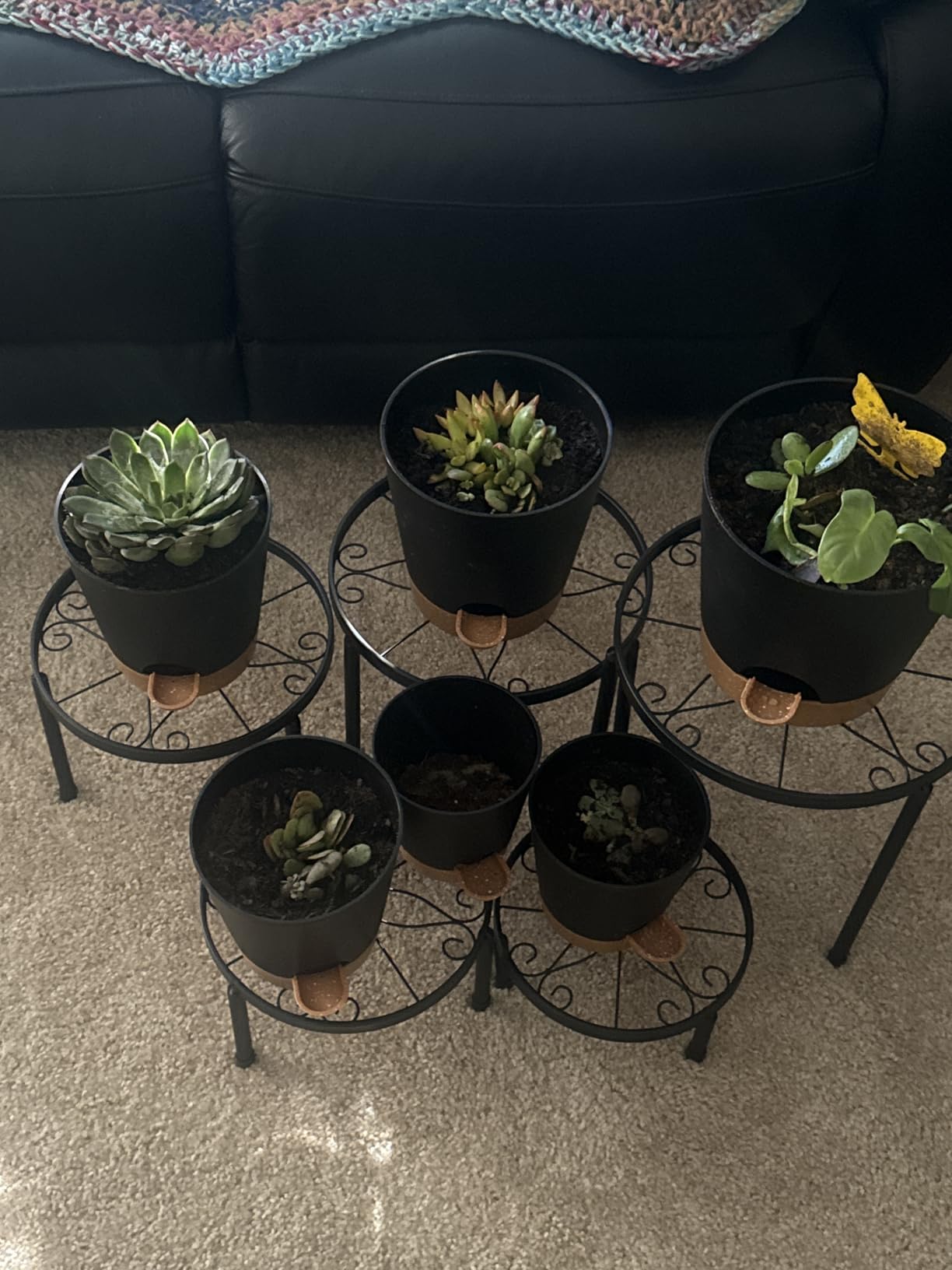 YNNICO Indoor Self Watering Planters with Drainage Holes and Saucers, 8, 7, 6.5, 6, 5.5, 5 Inches, Black, 6 Pots customer photo 1