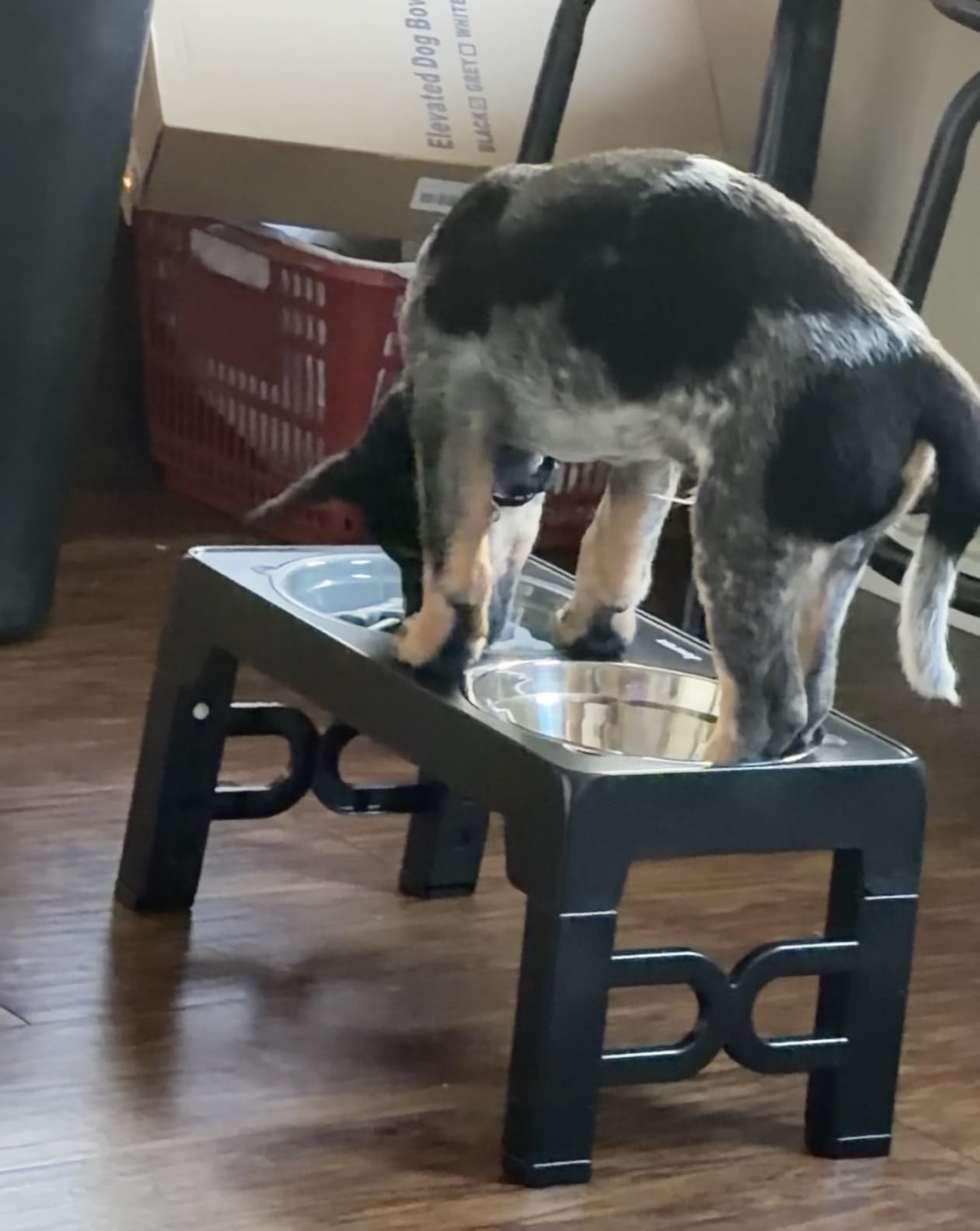 Jovrun Elevated Dog Bowls for Medium Large Size Dogs, Non-Slip Dog Feeder with 1*Stainless Steel Dishes & 1*Slow Feeder Bowl, 5 Heights Adjustable Raised Bowls to 3.15″-8.66″-9.84″-11.02″-12.2″ customer photo 1
