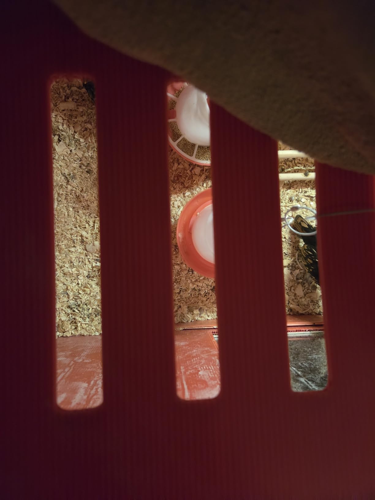 RentACoop Big Red Barn Chick Brooder customer photo 2