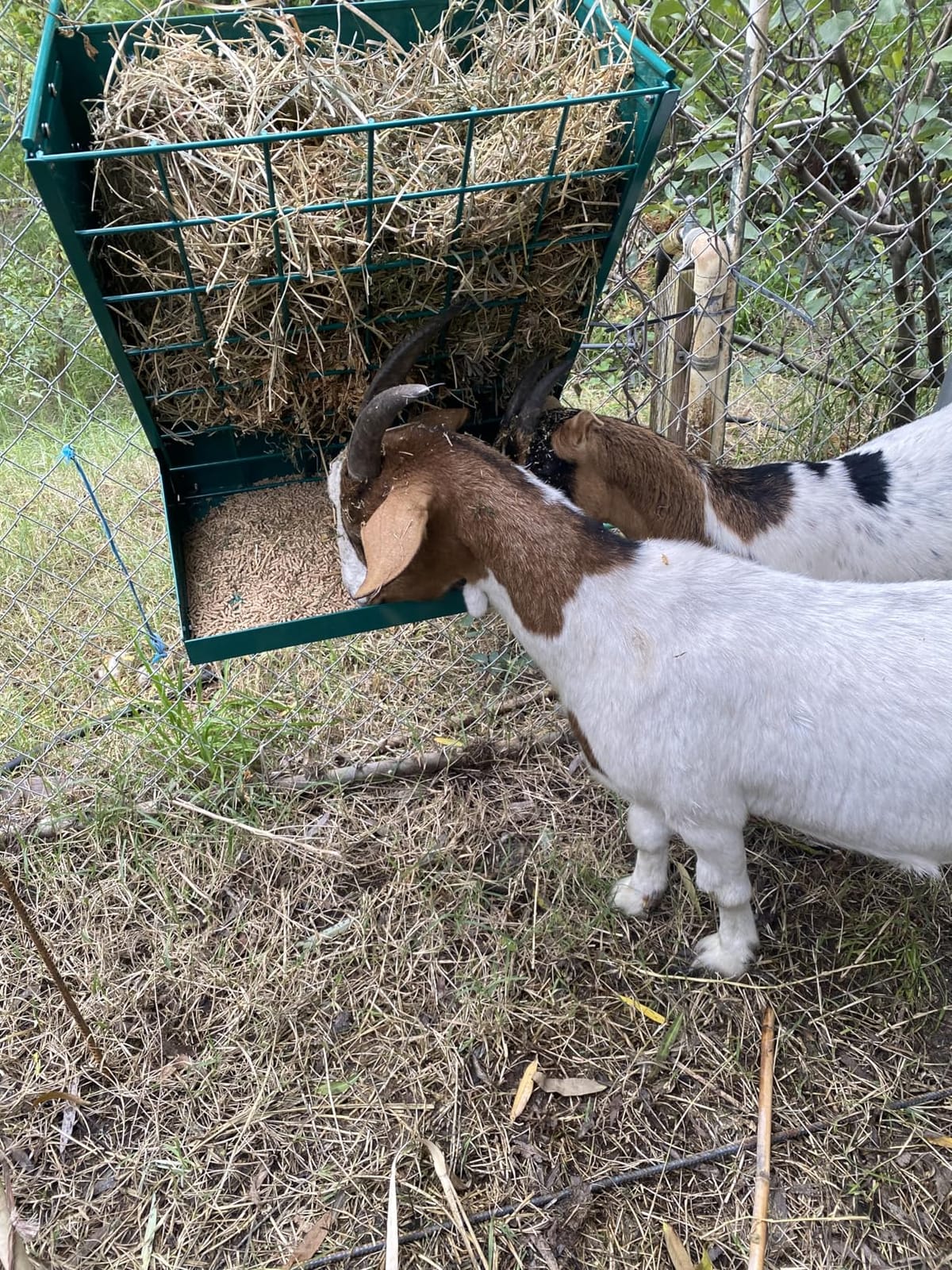 Wall Mount Hay Rack, Metal 2 in 1 Hay and Grain Feeder customer photo 2