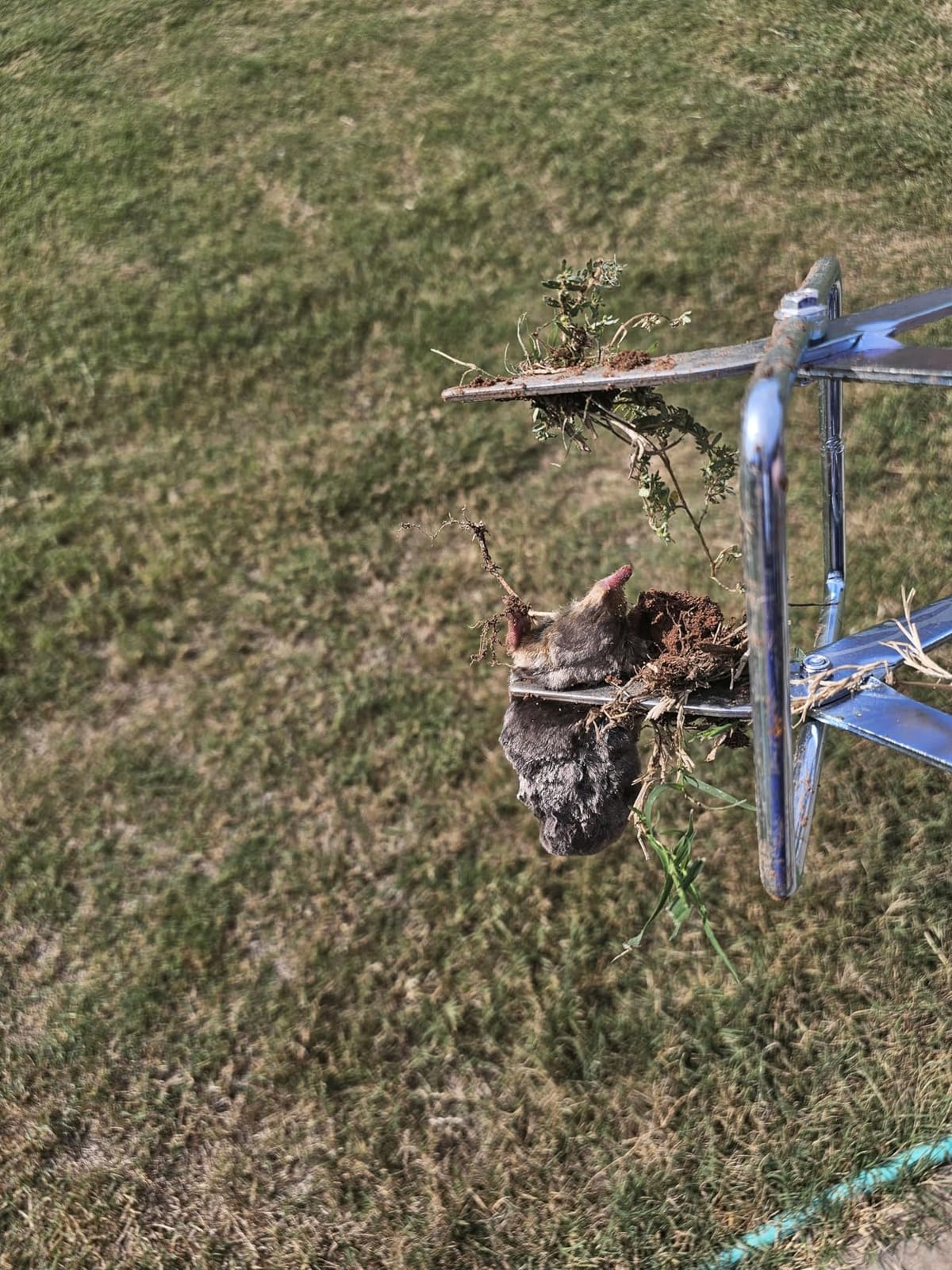 Mole Trap,Reusable Gopher Trap,Heavy-Duty Galvanized Steel Scissor,Quick and Easy Setup for Lawns (Silver) customer photo 1