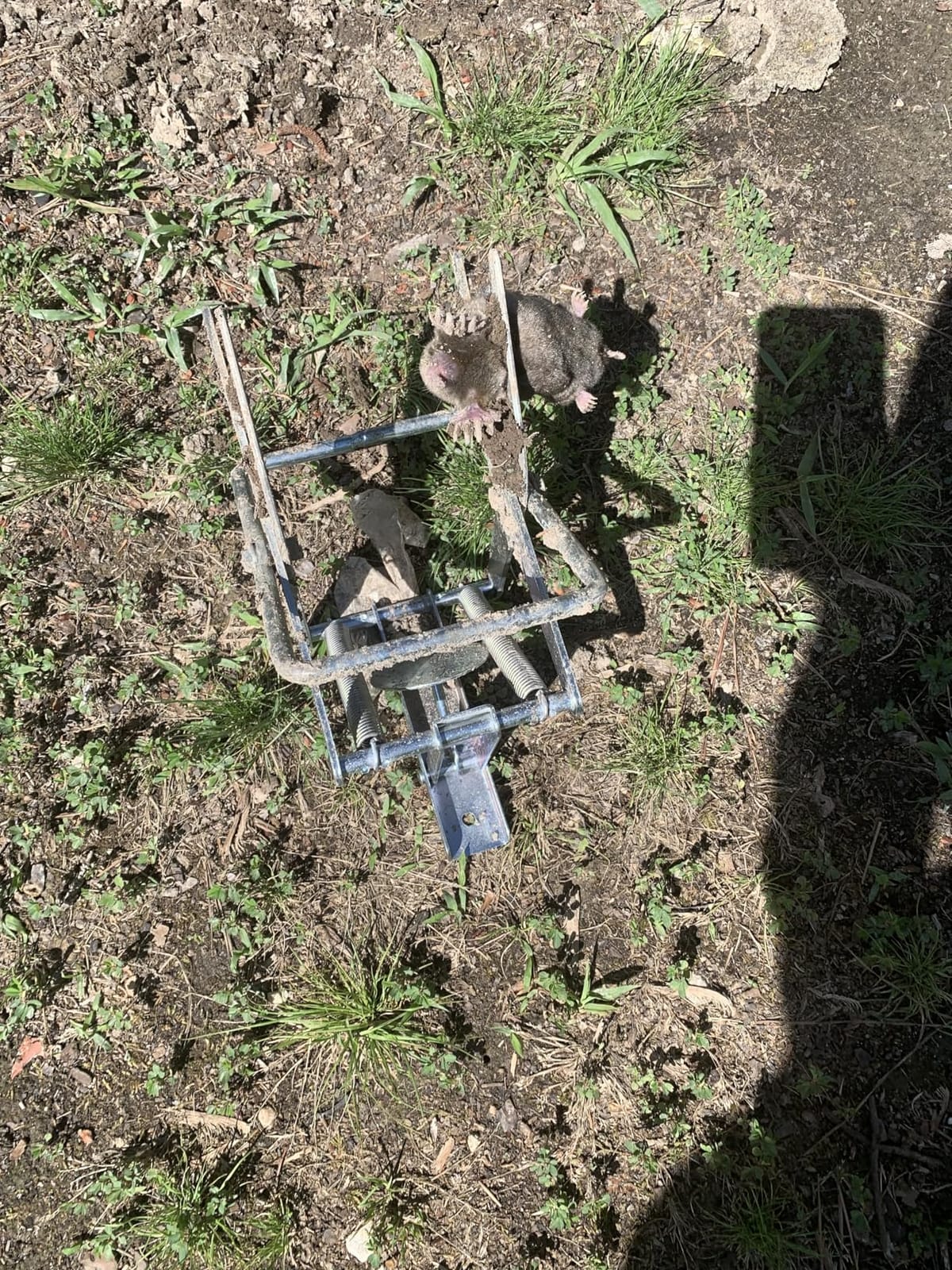 Mole Trap,Reusable Gopher Trap,Heavy-Duty Galvanized Steel Scissor,Quick and Easy Setup for Lawns (Silver) customer photo 2