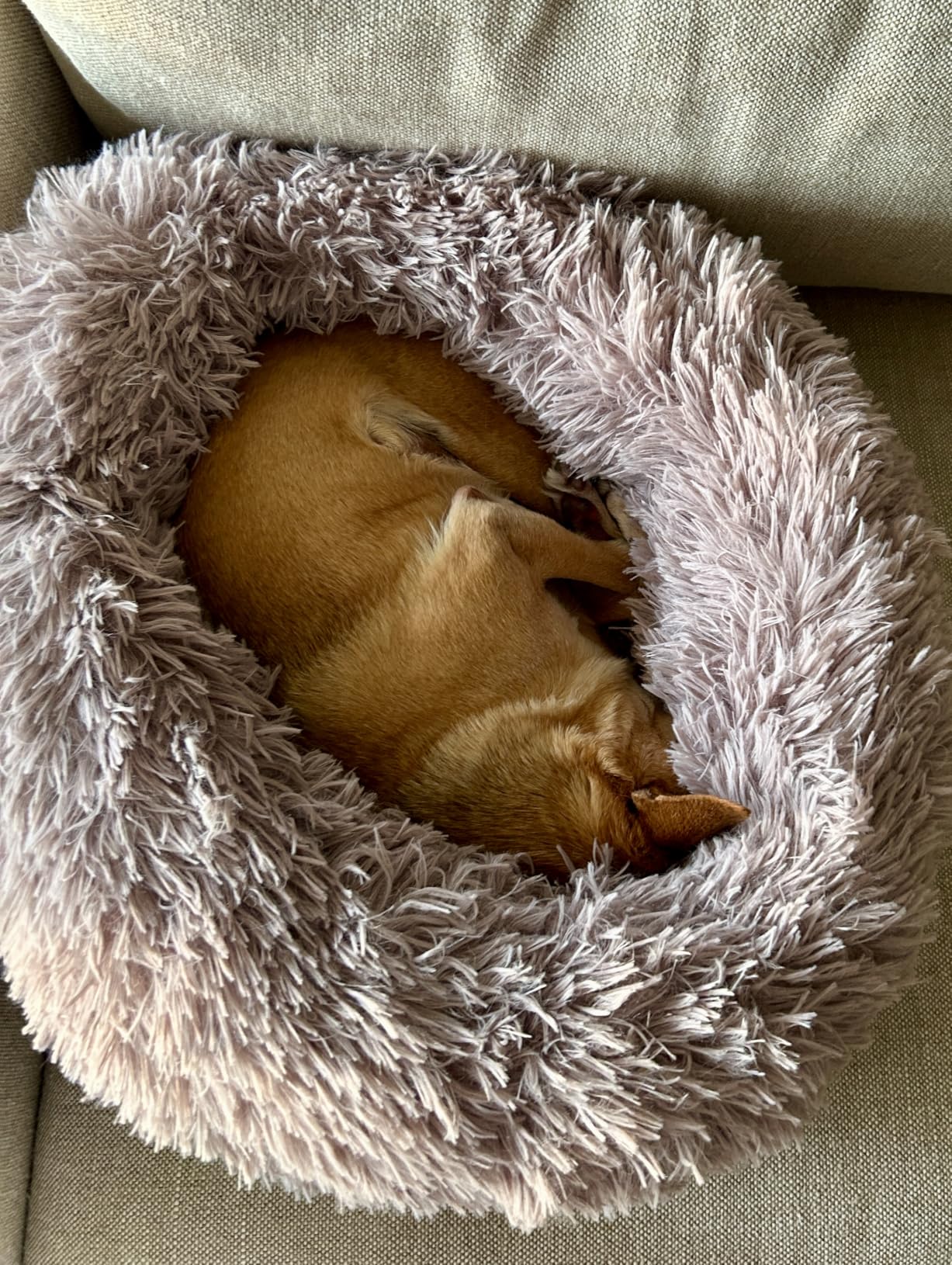 JOLLYVOGUE Calming Dog Bed Medium Size Dog, 31in Donut Washable Medium Pet Bed, Anti-Slip & Anti-Anxiety Fluffy Faux Fur Round Dogs Bed, Fits up to 45 lbs Pets (Smoke Grey) customer photo 2