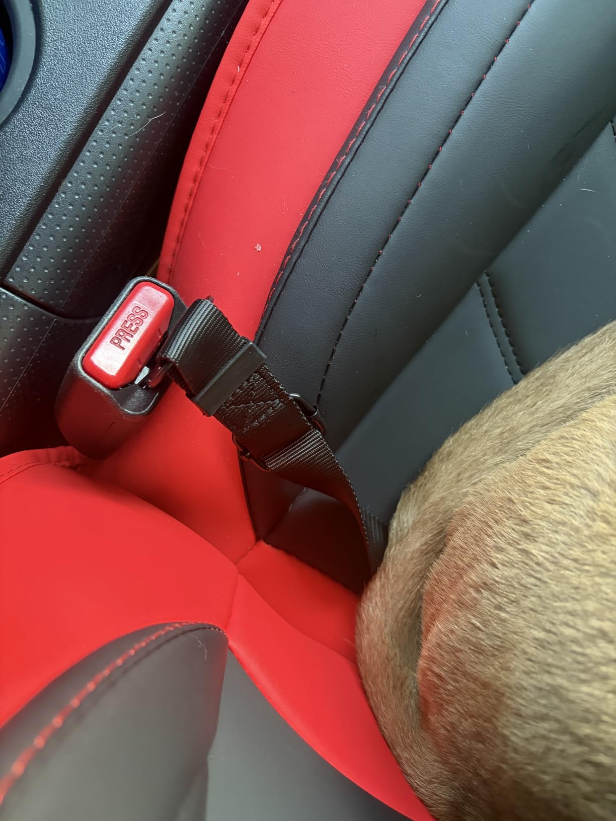 COOYOO Dog Seat Belt, Durability Retractable Dog Car Harness Adjustable Dog Seat Belt for Vehicle Nylon Pet Safety Seat Belts Heavy Duty & Elastic (1 Pack Black) customer photo 2