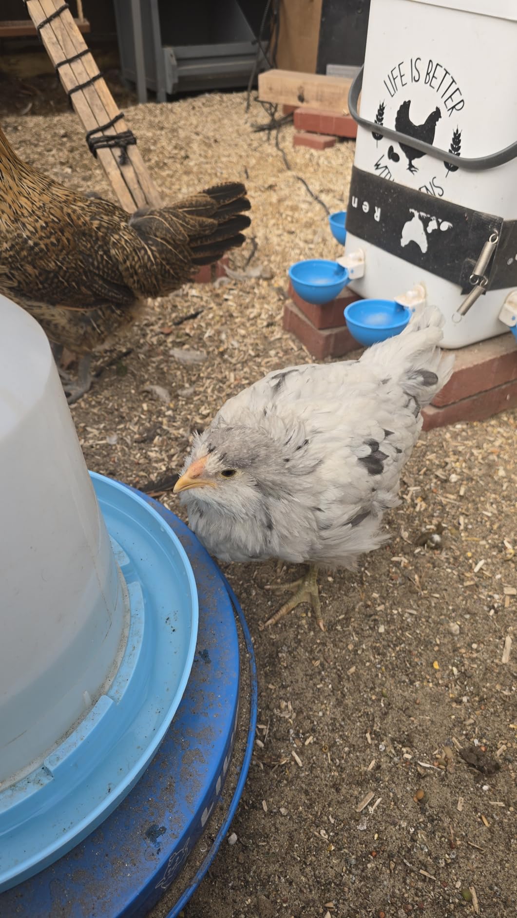 Lil'Clucker Heated Base for Chicken Waterer – Automatic Metal Freeze Proof Heated Chicken Waterer with Heater & LED – Poultry Heated Waterer for Winter (Blue, 13 Inch) customer photo 2