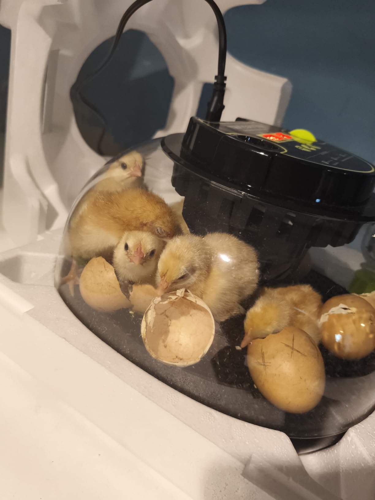 Incubators for Hatching Eggs 12 Egg Incubator with Automatic Egg Turning and Humidity Control,Egg Candler,Auto Water Replenishment,for Chicken Eggs and Quail Egg M12H customer photo 1